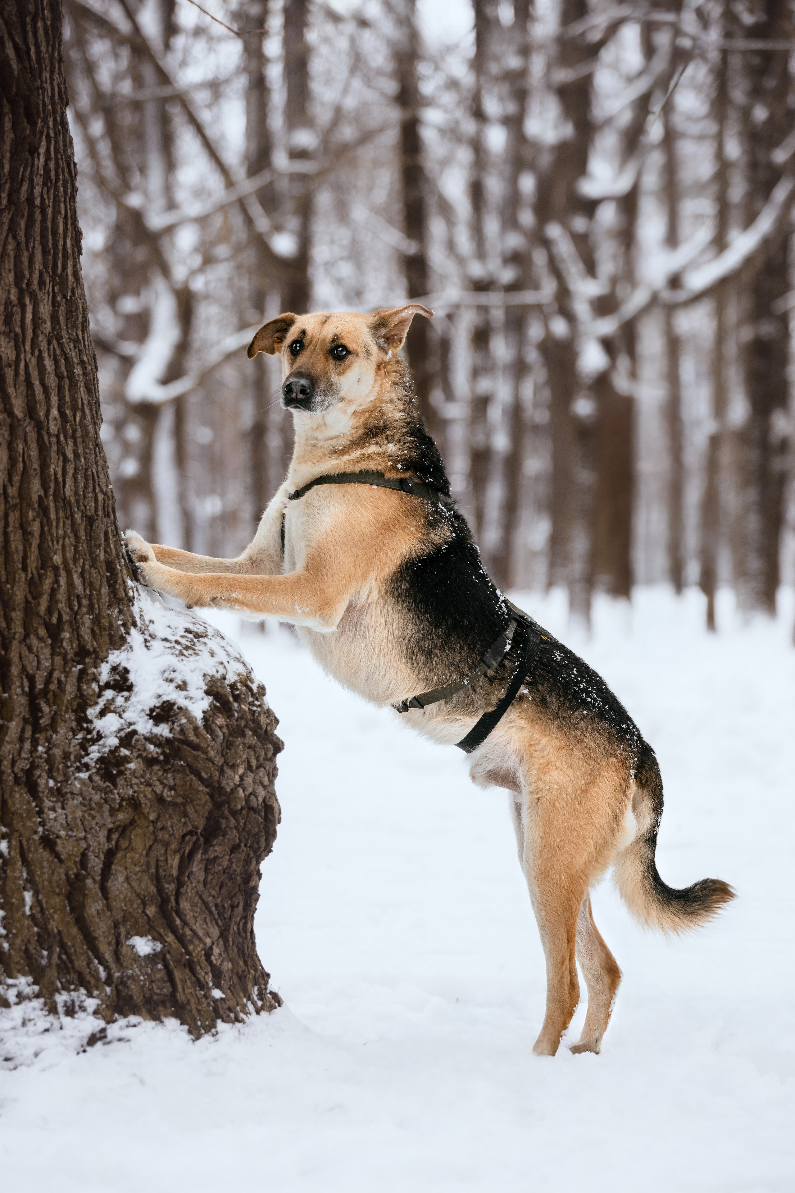 Собаки из приюта Дубовая роща зима. Фотограф-анималист Татьяна Степанова