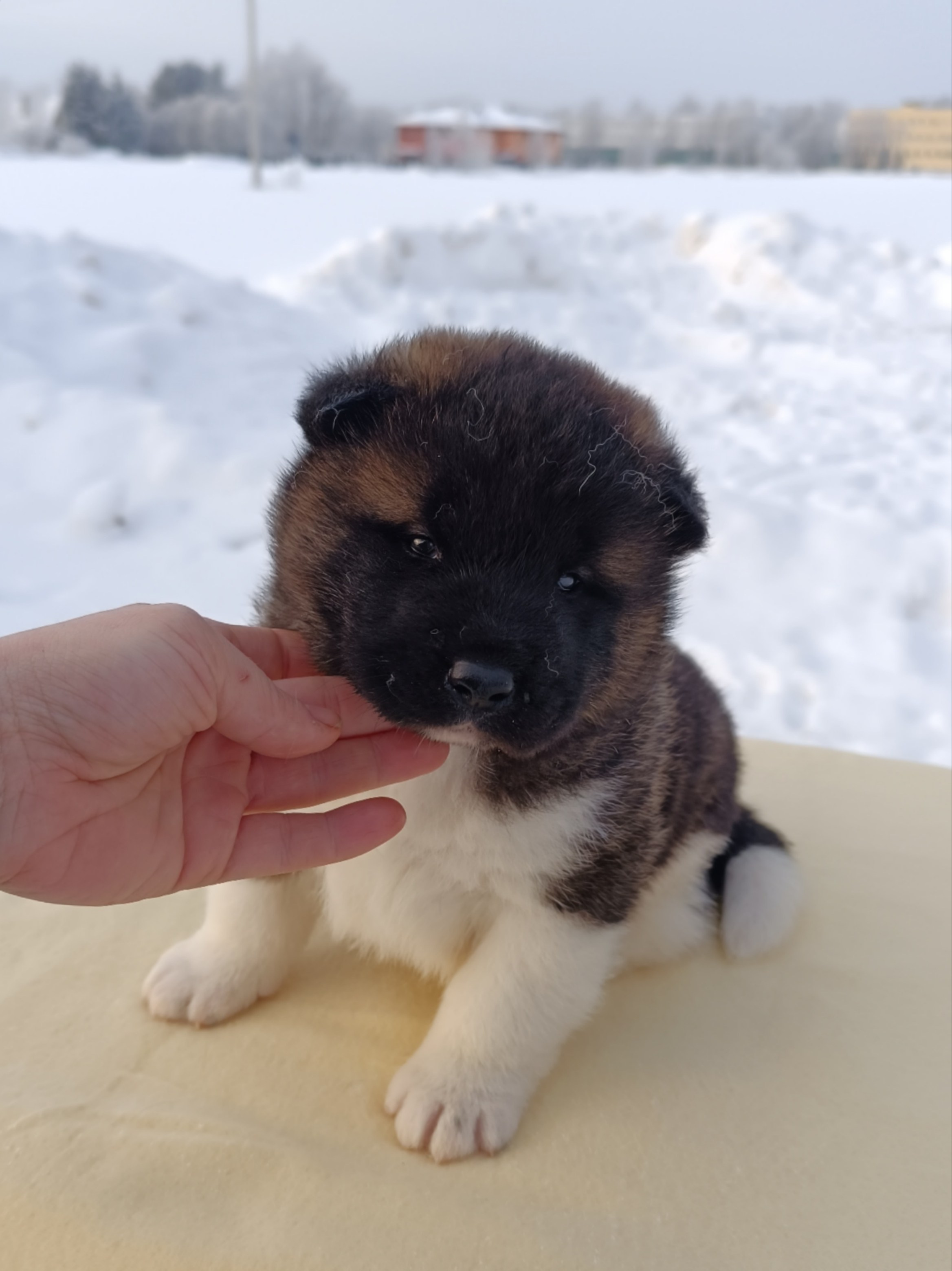 Rubylight Ctsar'. Американская акита I Сиба ину I Питомник RUBYLIGHT