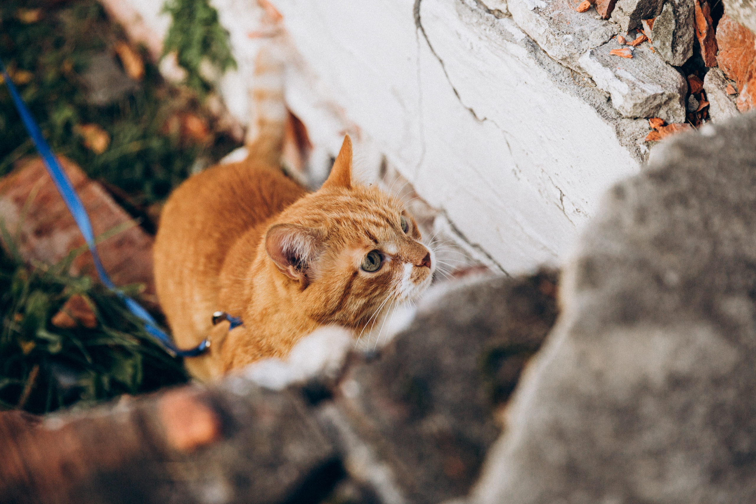 Таня и Ричард. Фотограф-анималист в Москве Соломонова Варвара