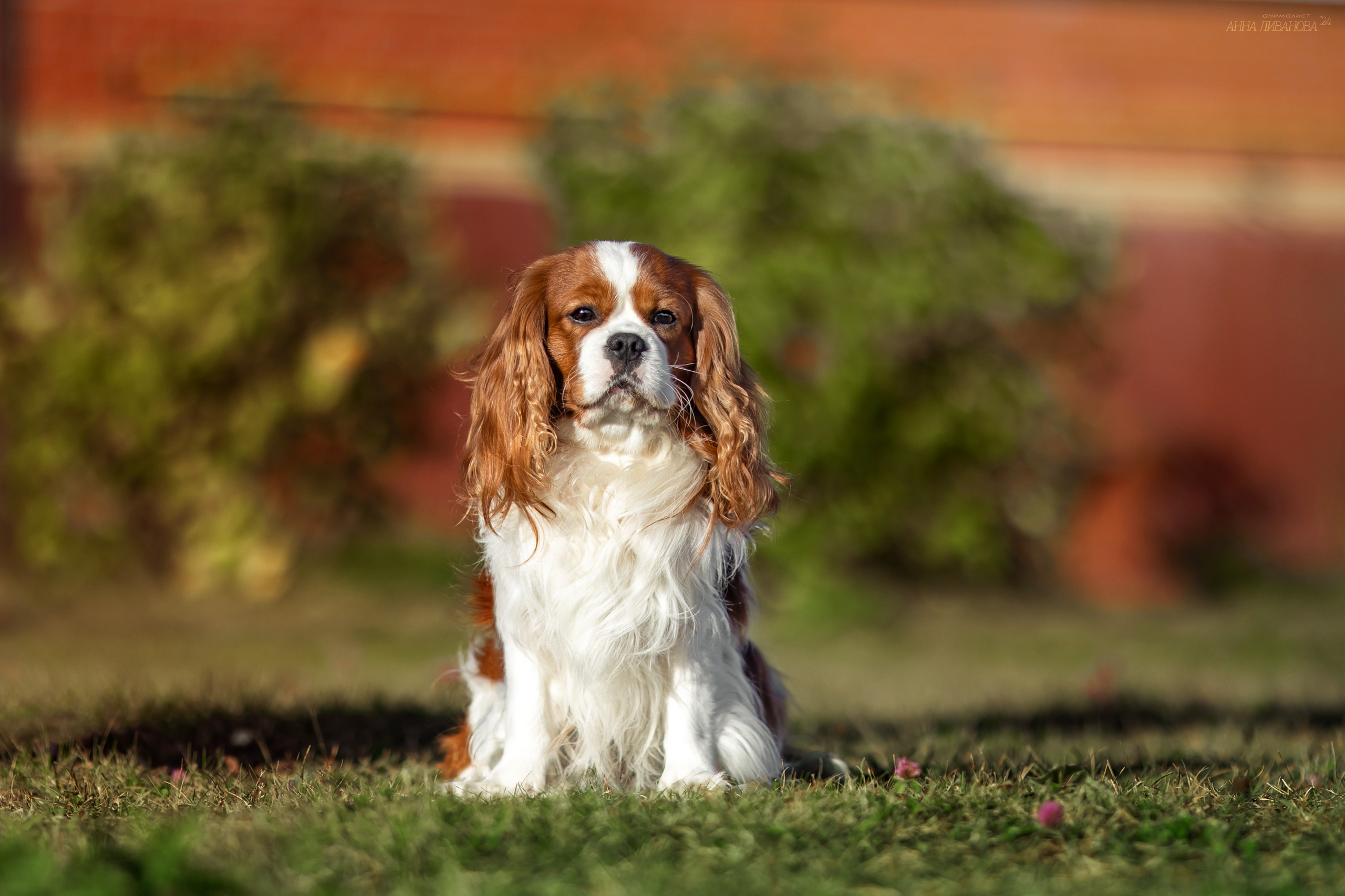 Кавалеры. Фотограф анималист Аня Ливанова | Рыбинск