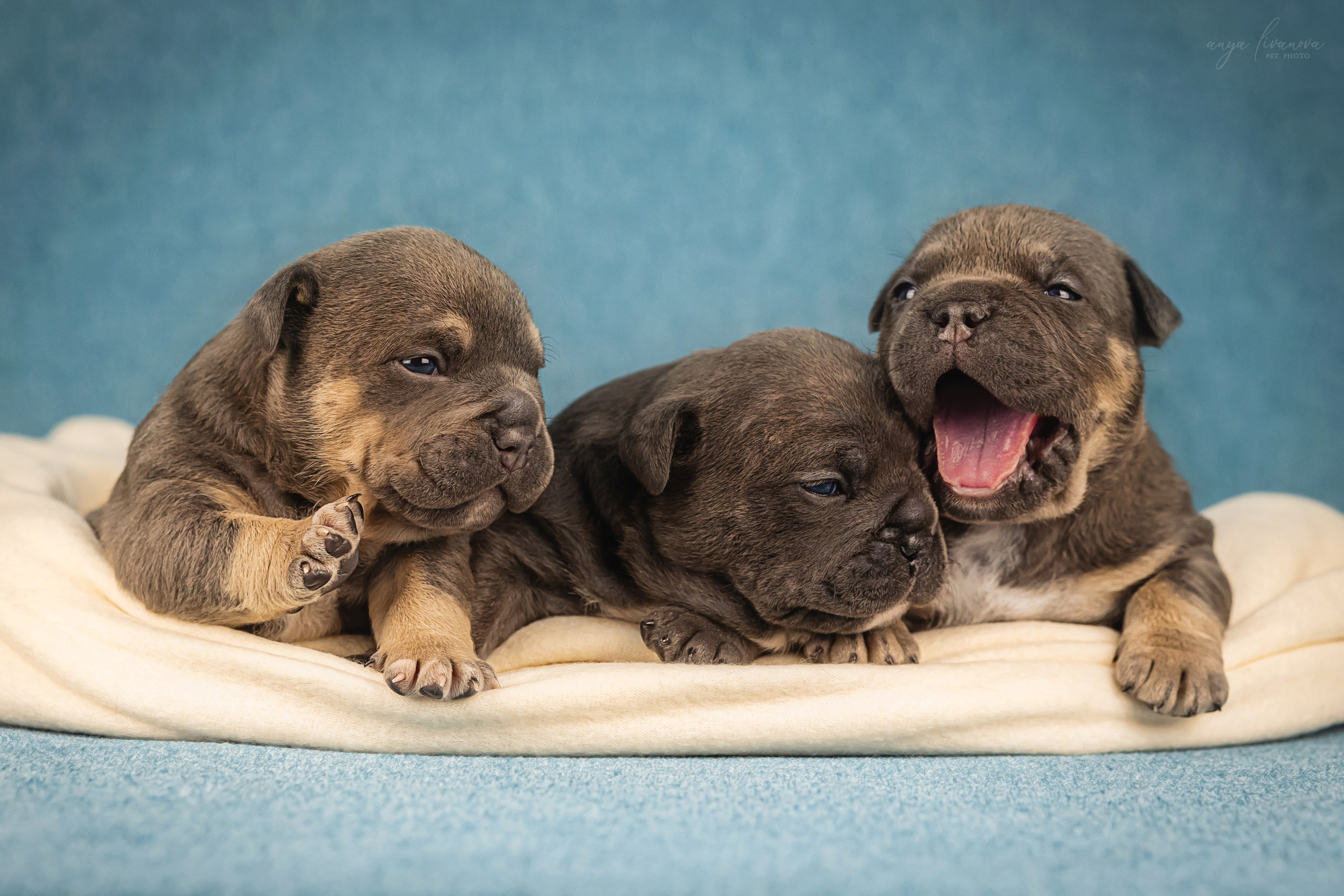 Амбулли. Фотограф анималист Аня Ливанова | Рыбинск