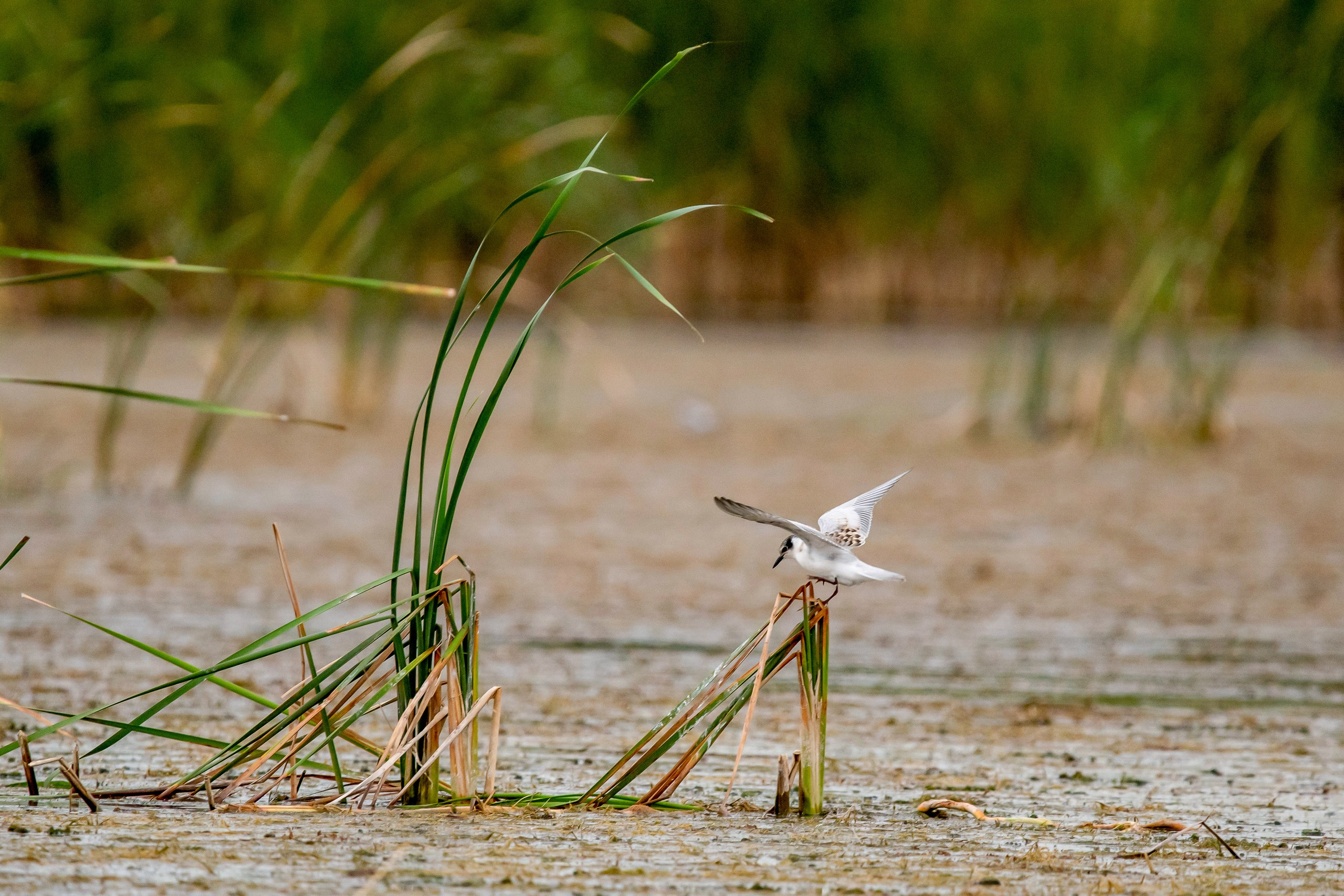 Природа Дагестана, сентябрь 2024. Foto-Zuev фотография как искусство
