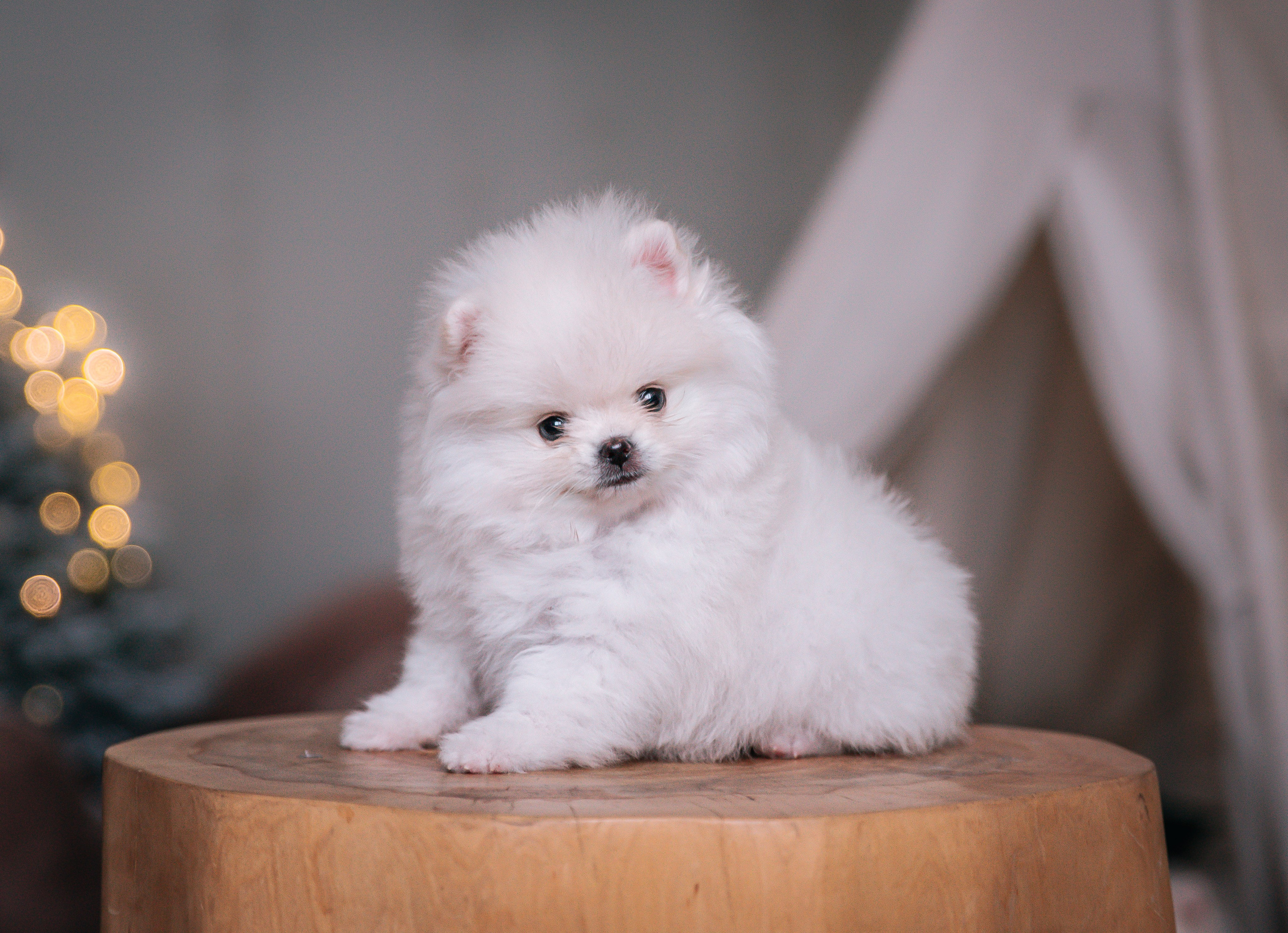 Шпицы щенки студия. Главная