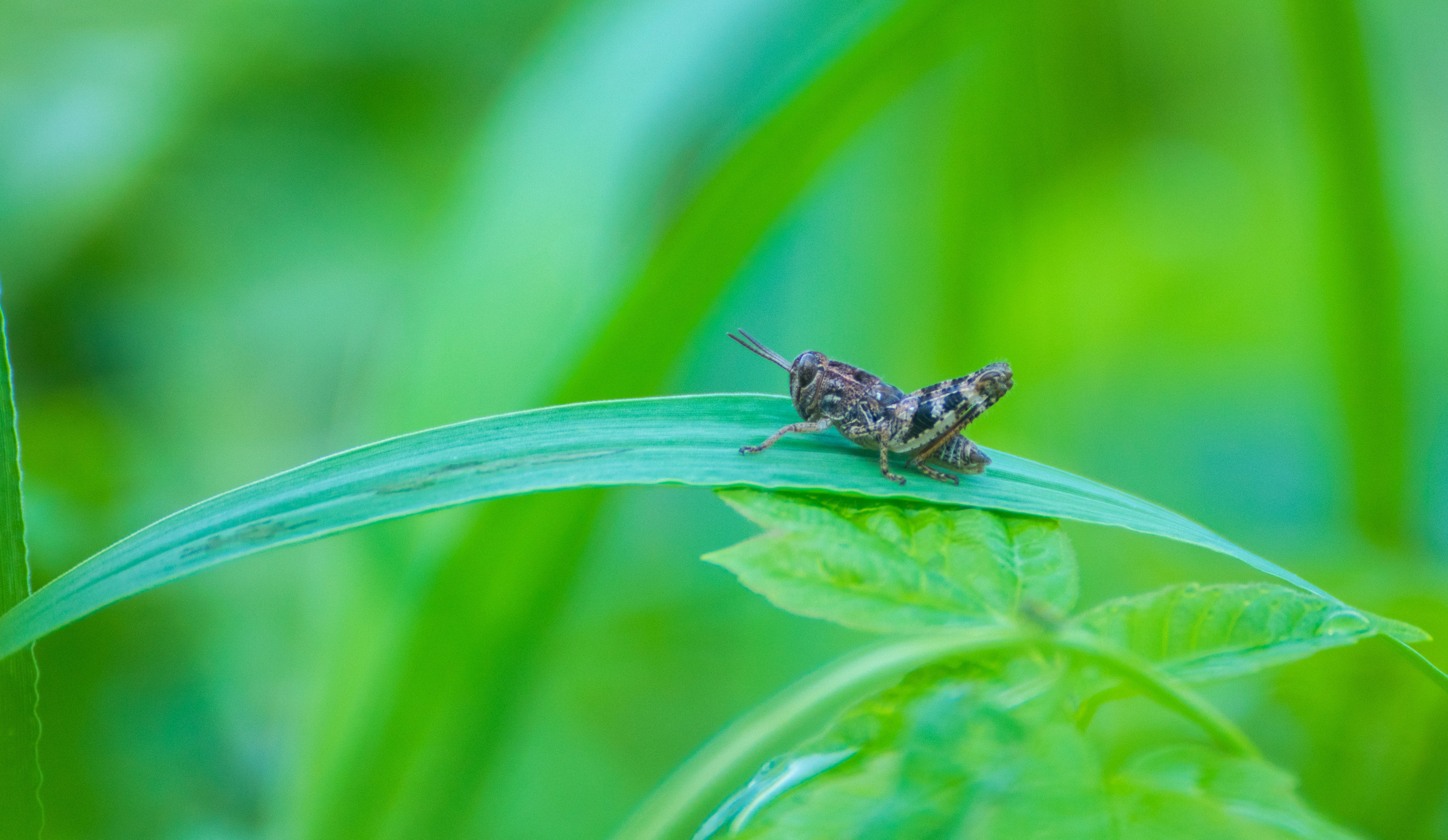 Насекомые. Фотограф Вадим Хмурковский