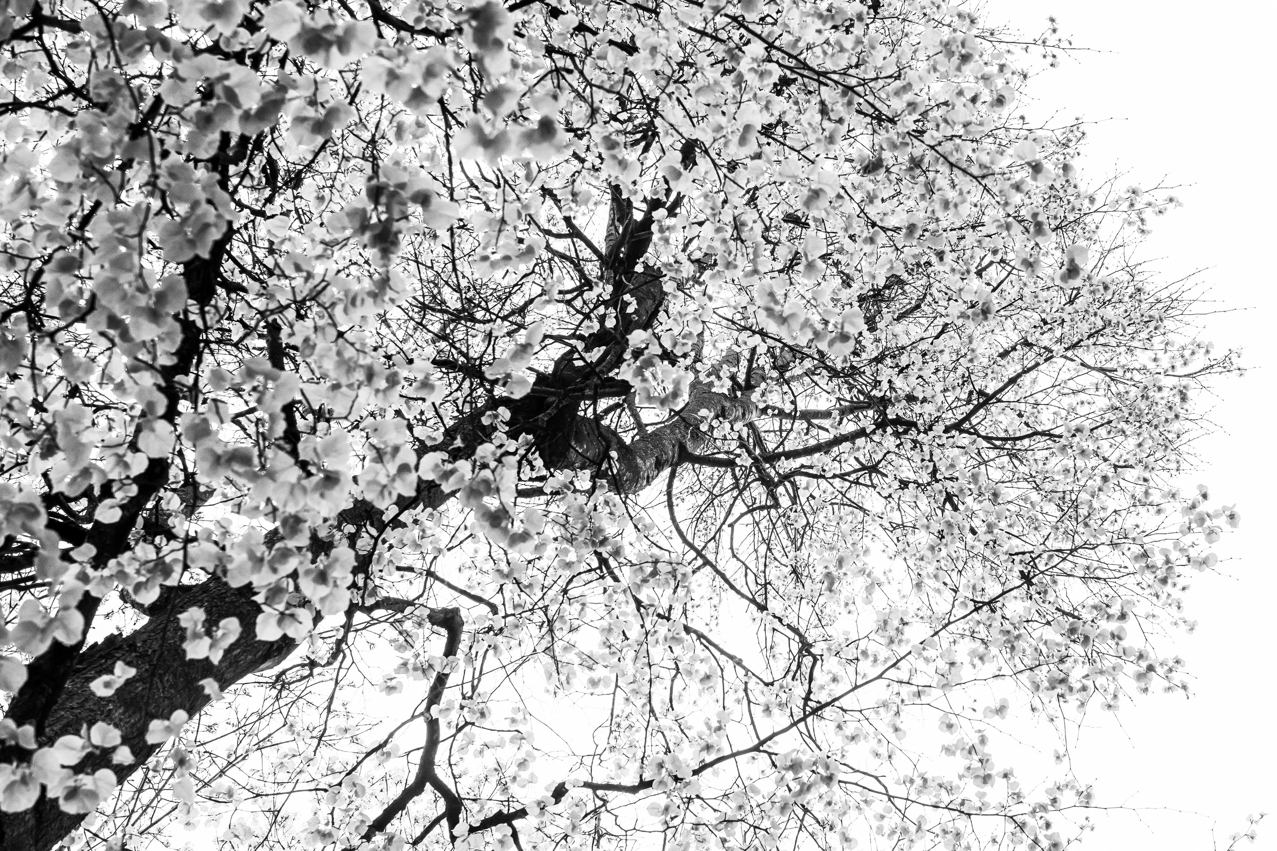 Abstraction. Dimitri Bakhtadze photographer