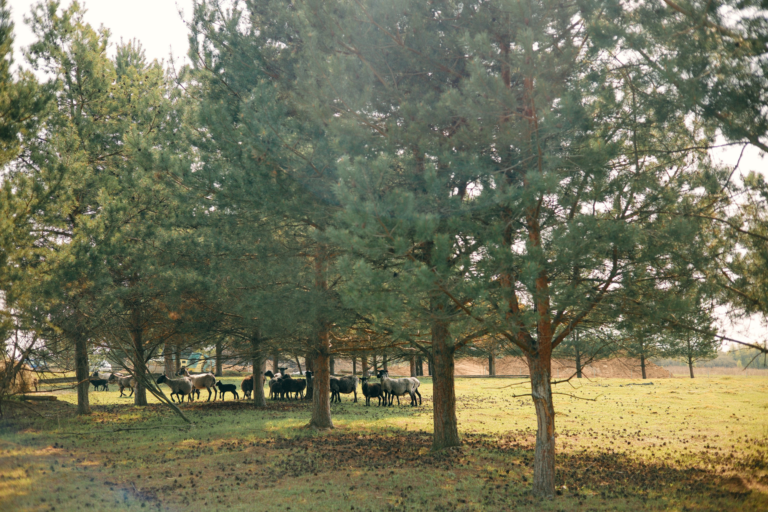 Бутик-отель Поле летом. Профессиональный Фотограф во Владимире, в Москве и в Суздале — Полина Романычева