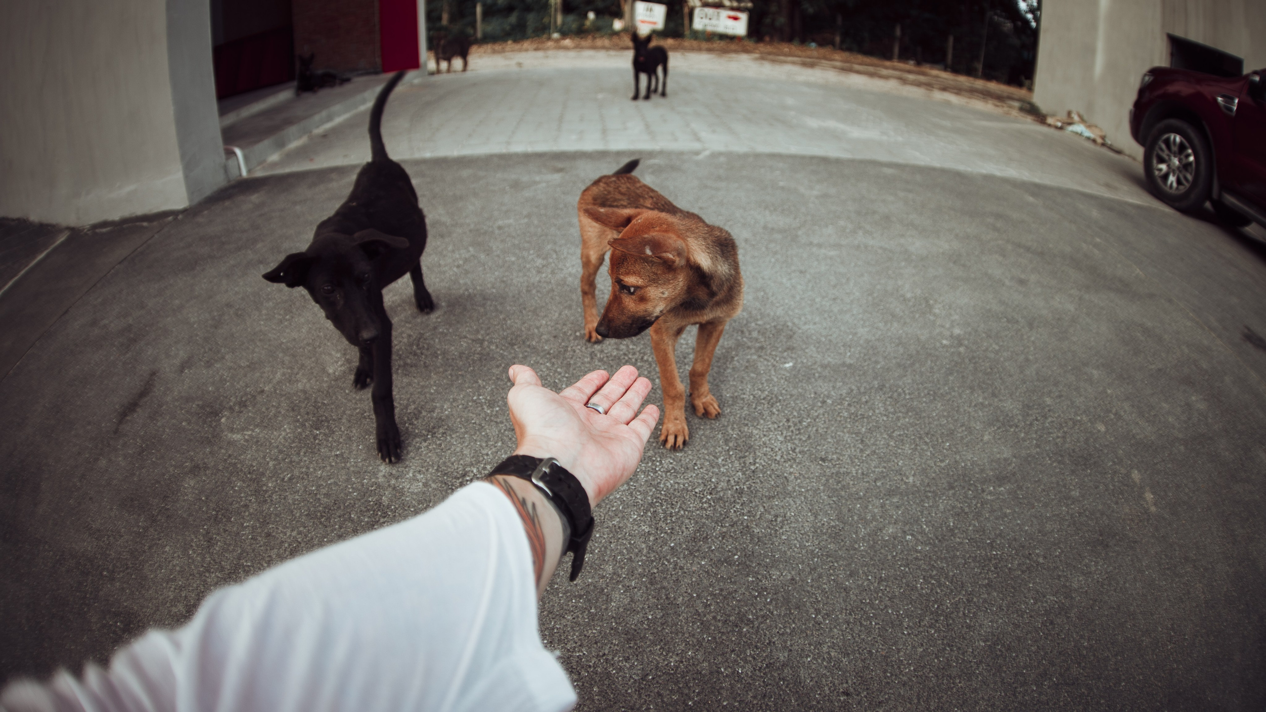 Самуи Собачий остров. Ню Фотограф Александр Касымов Москва, фотосессии, Химки фотограф