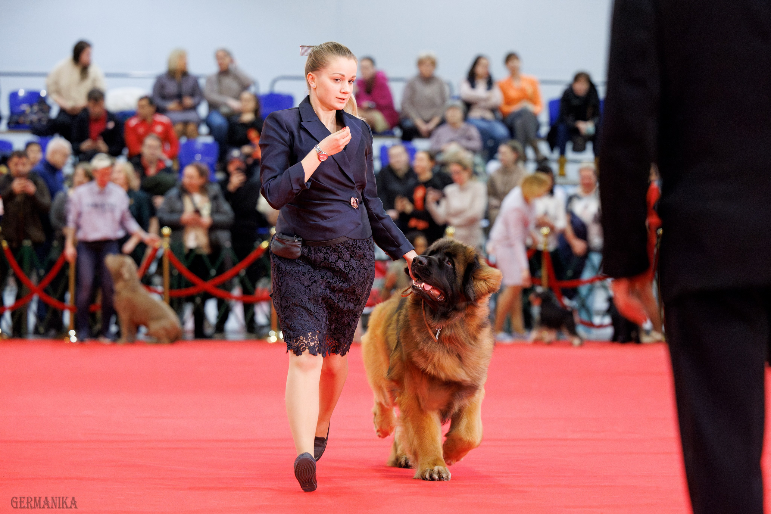 Лучшие Собаки России 17-18.02.2024. Фотограф-анималист Юлия Германика