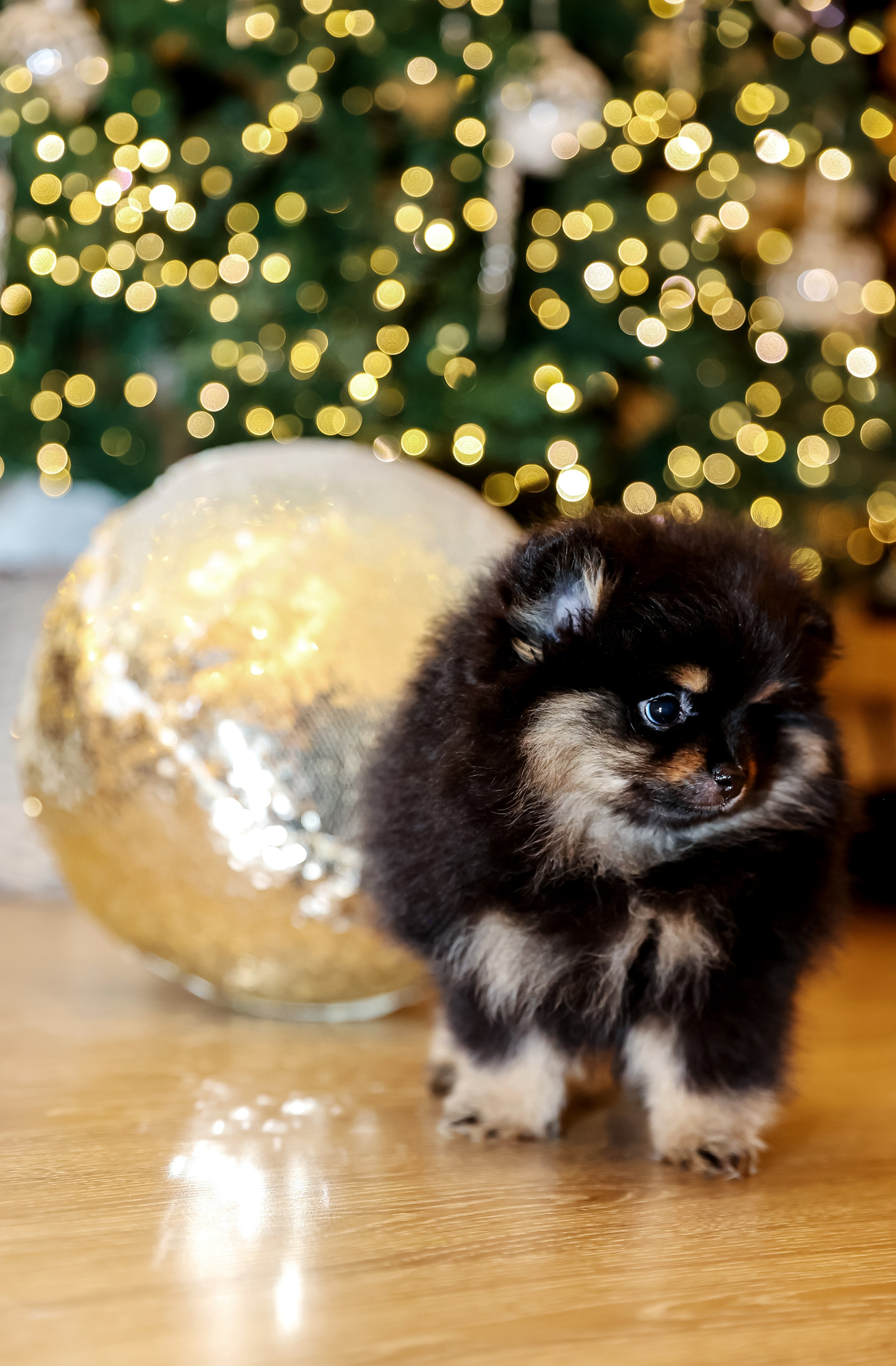 Съемка щенков шпица. Фотограф — Татьяна Кириллова, г. Санкт-Петербург