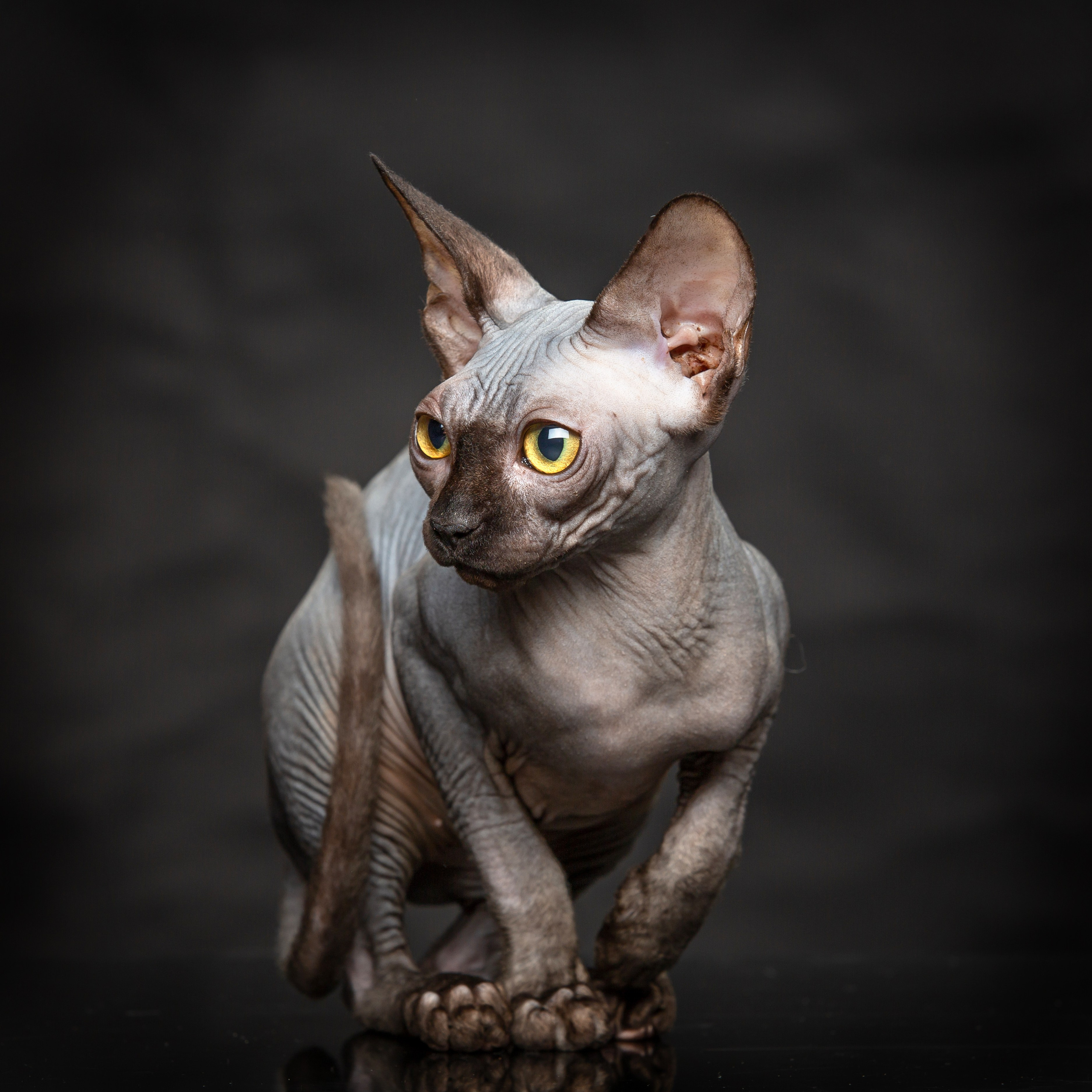 С кошкой. Фотограф Мария Кольцова