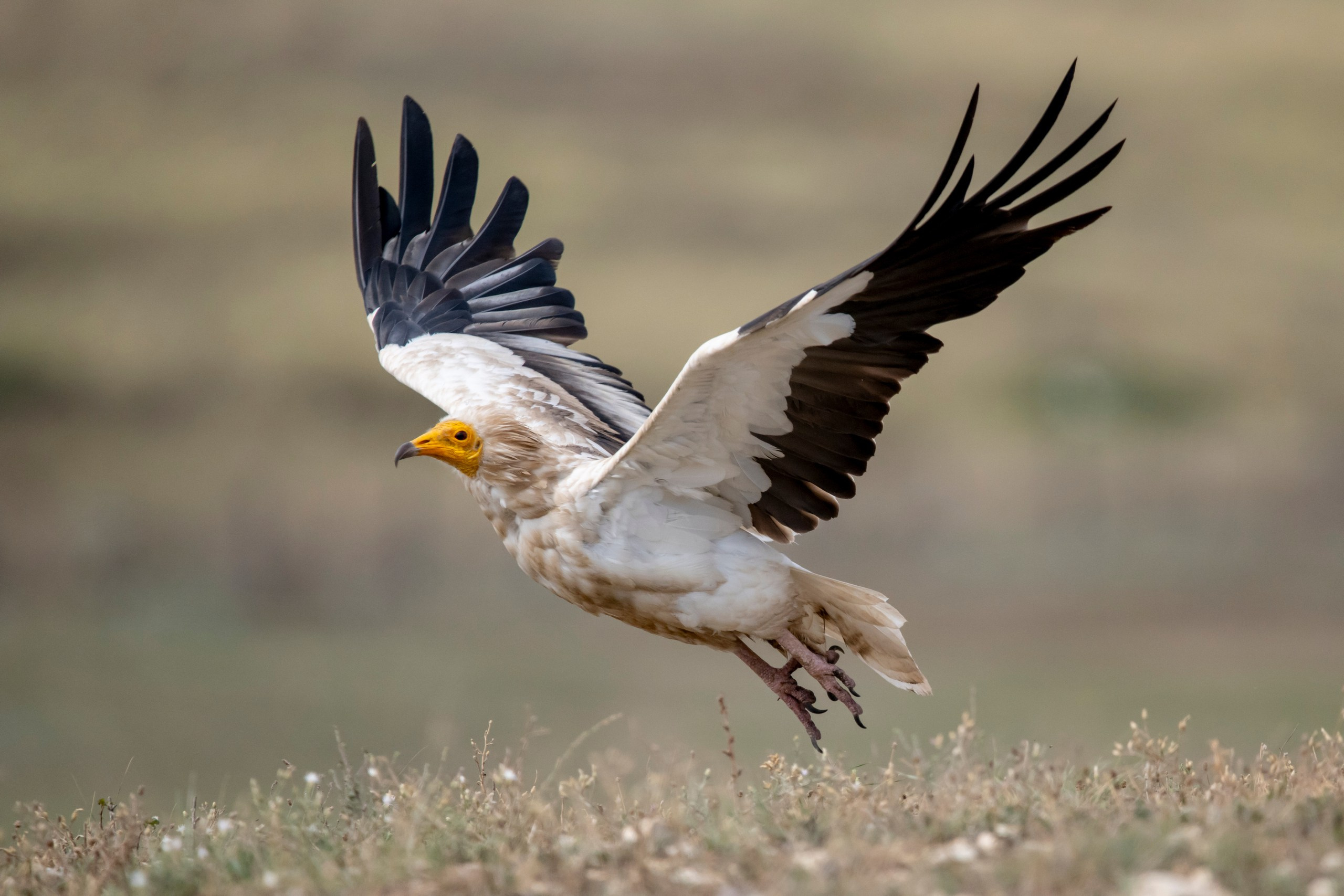 Природа Дагестана, сентябрь 2024. Foto-Zuev фотография как искусство
