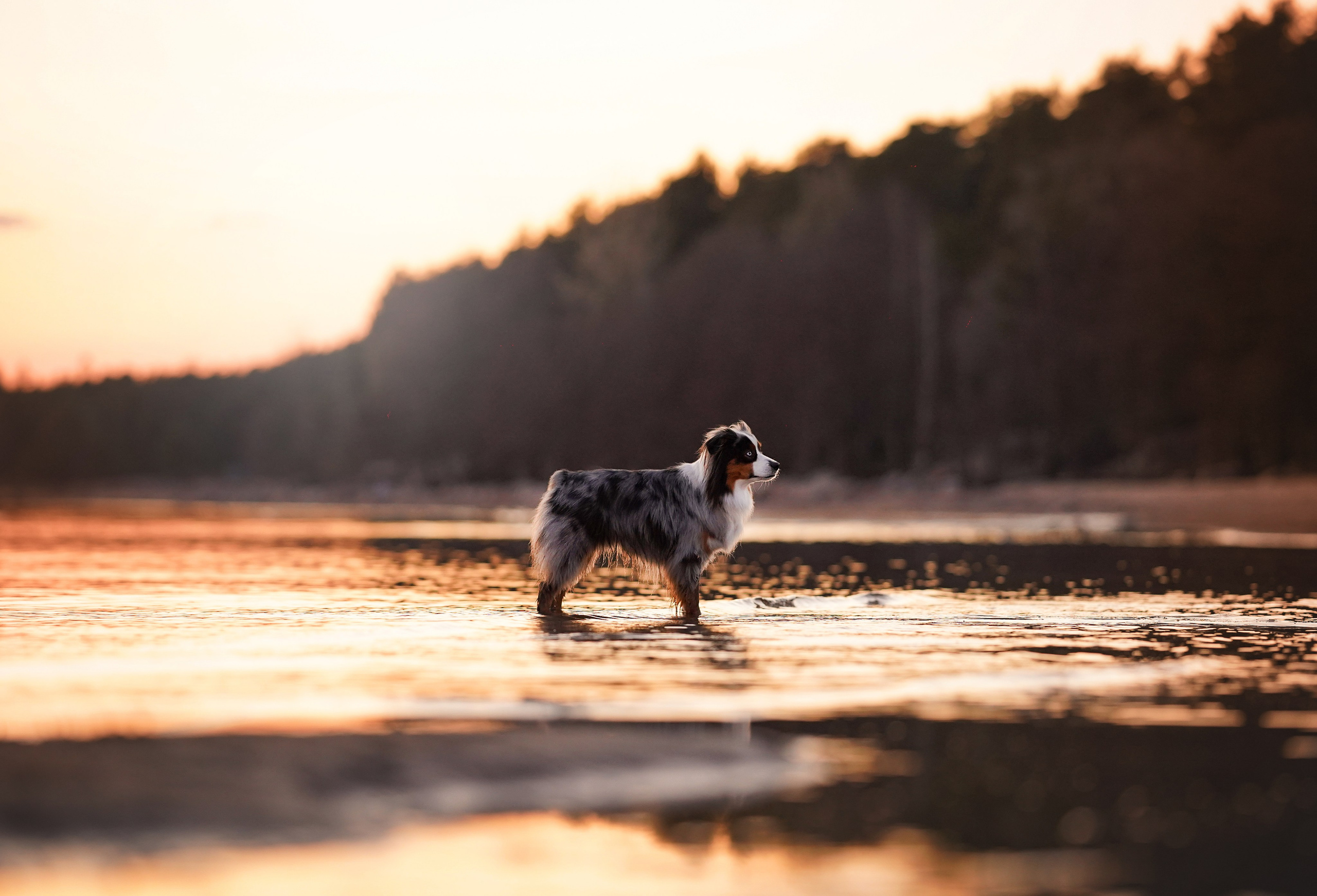 Алиса и Джокер. Фотограф-анималист в Санкт-Петербурге Яна Мартынова