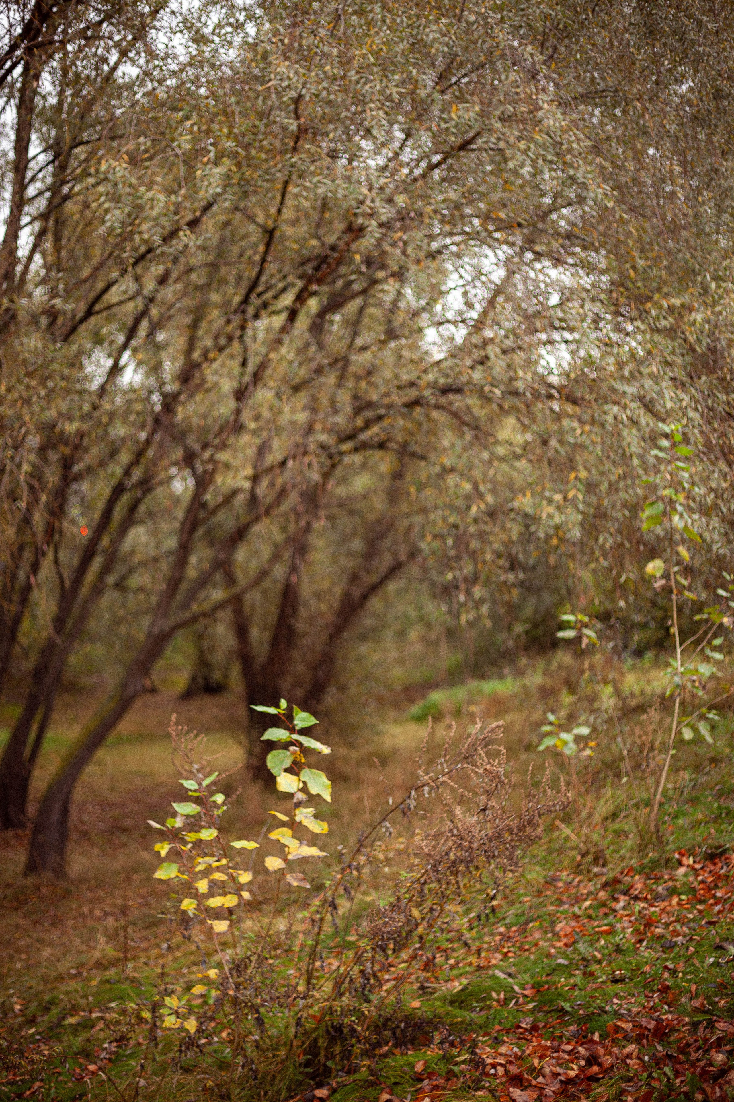 Осенняя серия. Фотограф в Москве. Екатерина Митина
