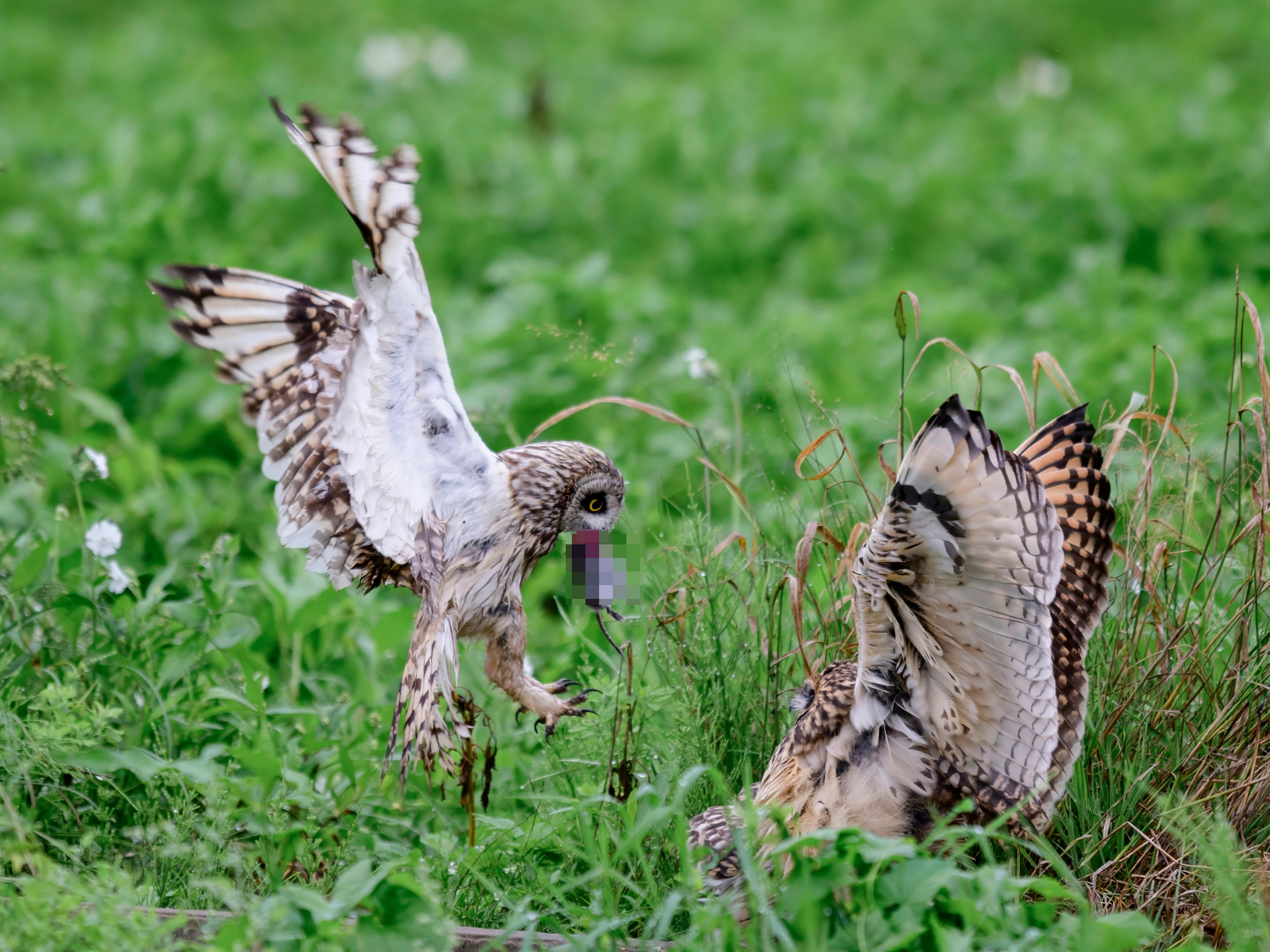 Совята не поделили завтрак. The owls didn't share their breakfast. Wildlife photography by Sergey Puponin
