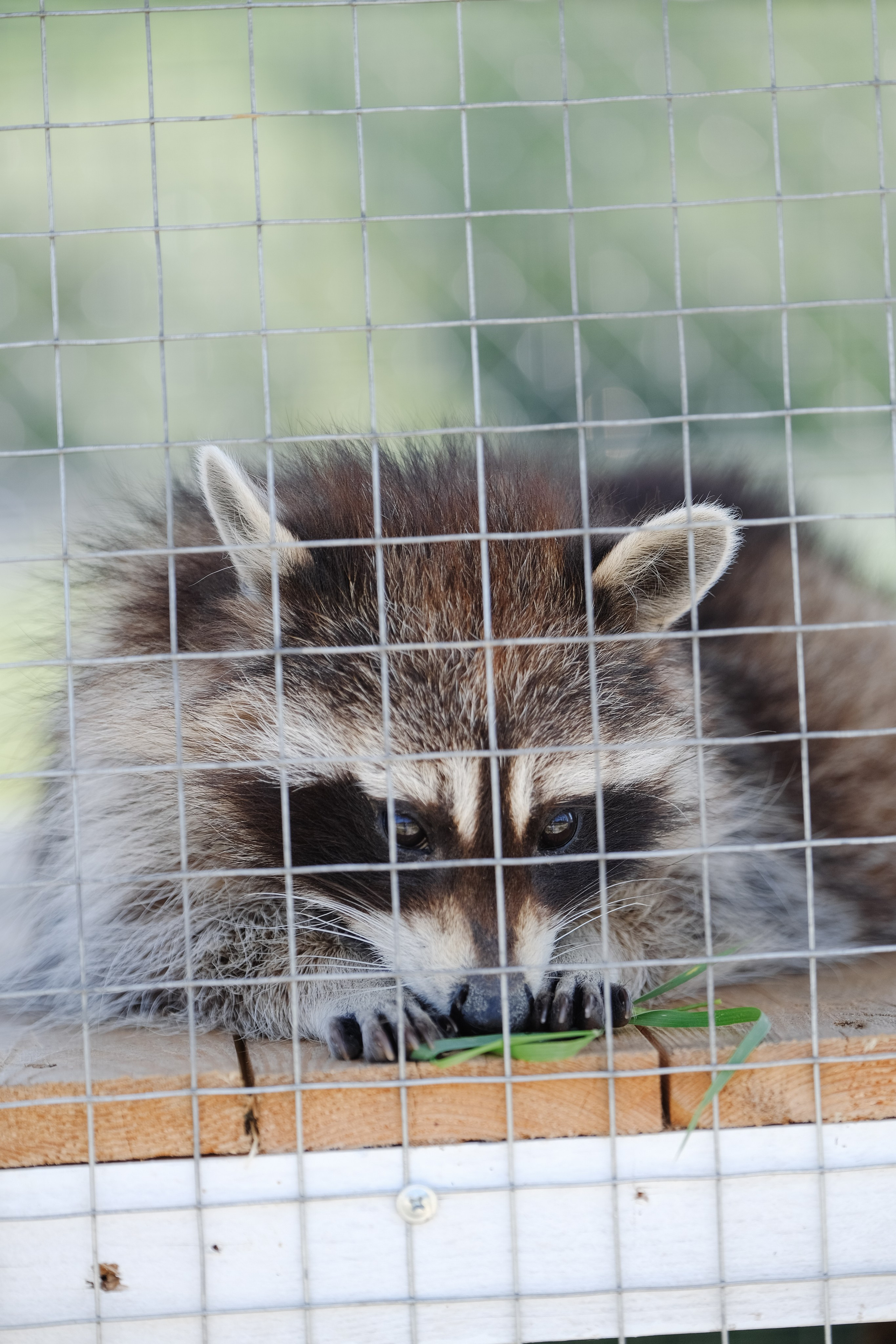 Репортаж на ферме. Профессиональная фотосъемка в Крыму. Натуральные эмоции и живые кадры. Забронируйте дату прямо сейчас!