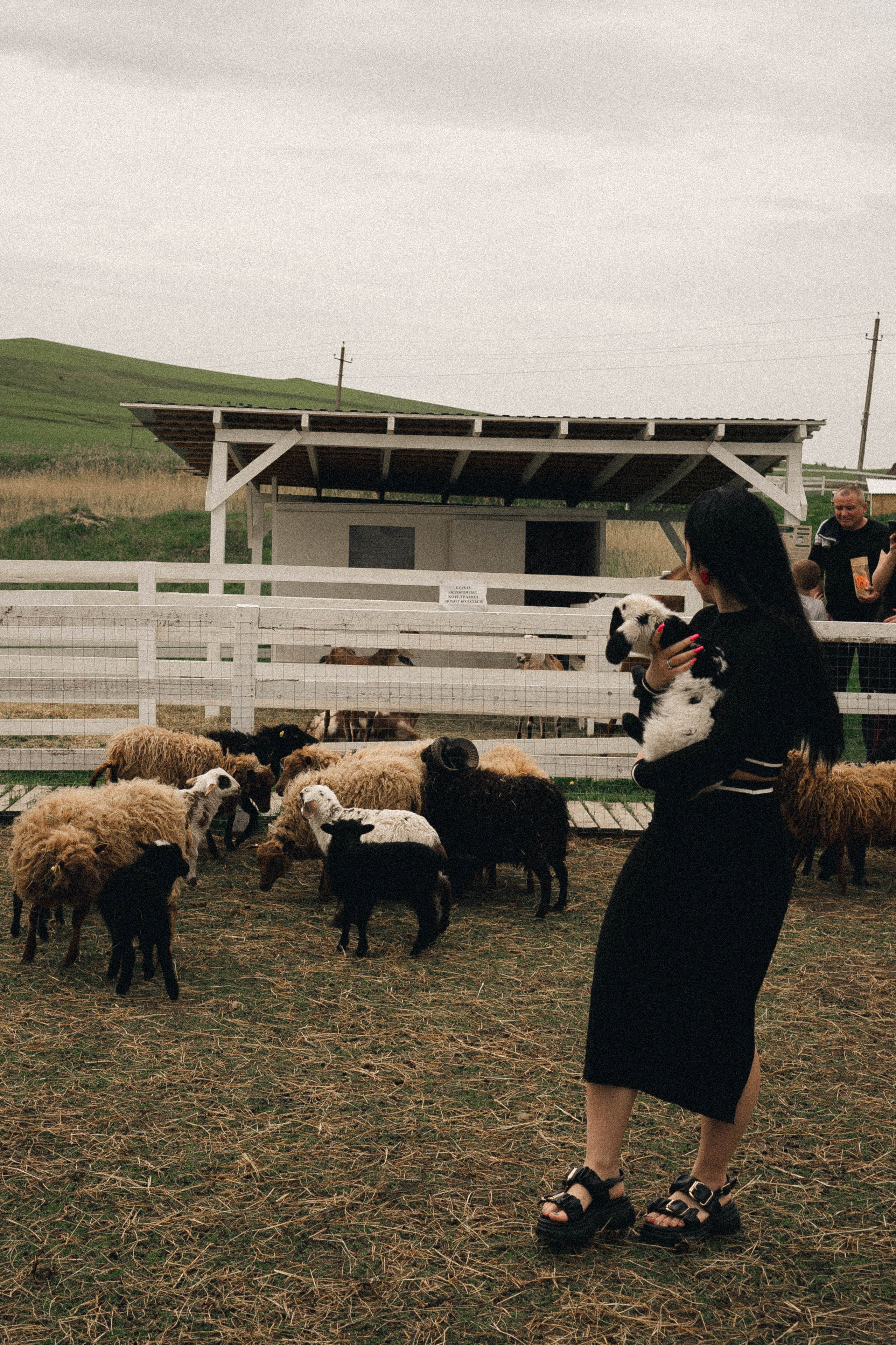 Ферма Альпак. Профессиональный фотограф, Санкт-Петербург — Виктория Богомолова