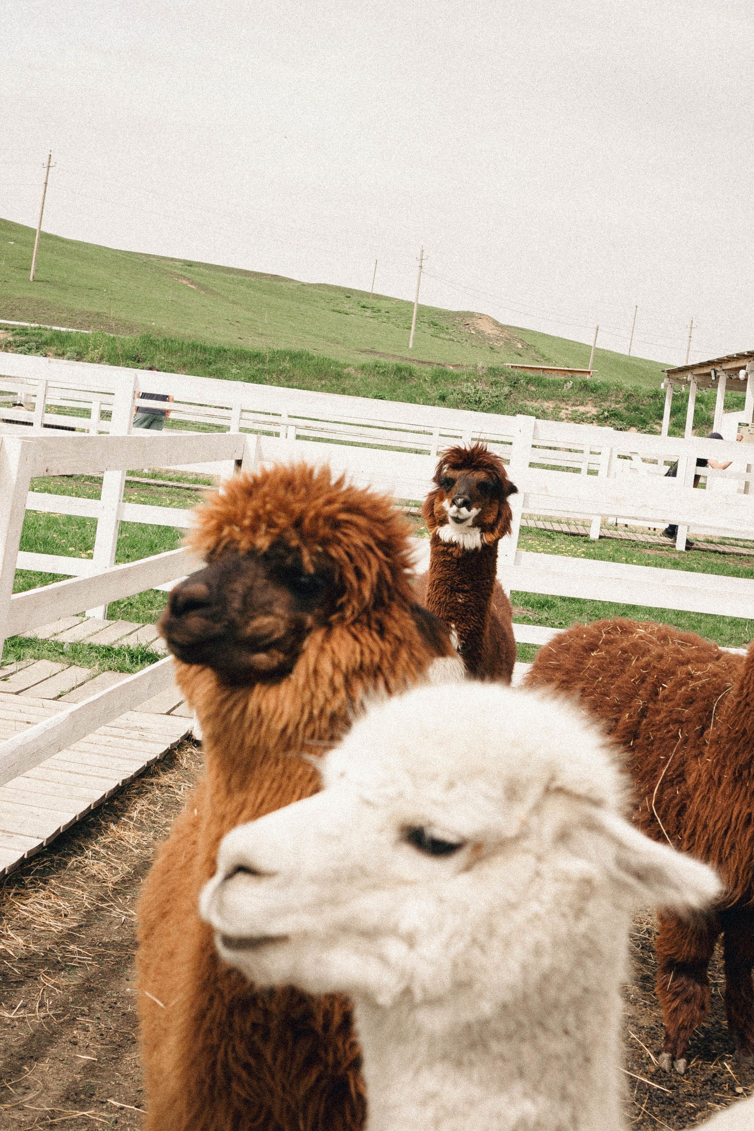 Ферма Альпак. Профессиональный фотограф, Санкт-Петербург — Виктория Богомолова