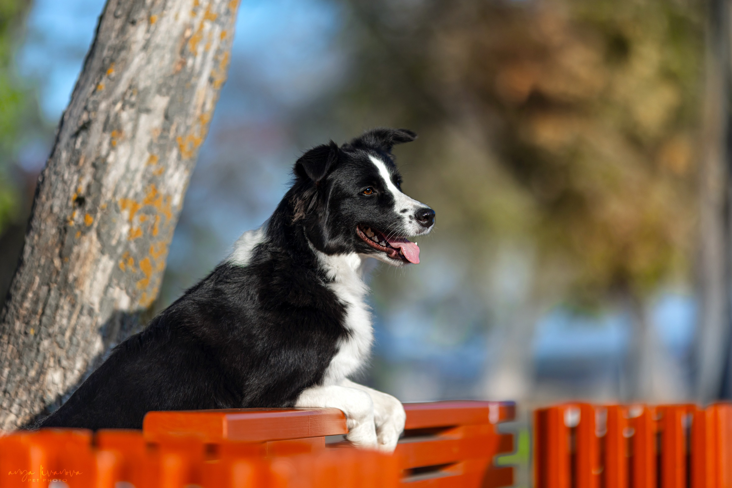 Алена и Майли. Фотограф анималист Аня Ливанова | Рыбинск