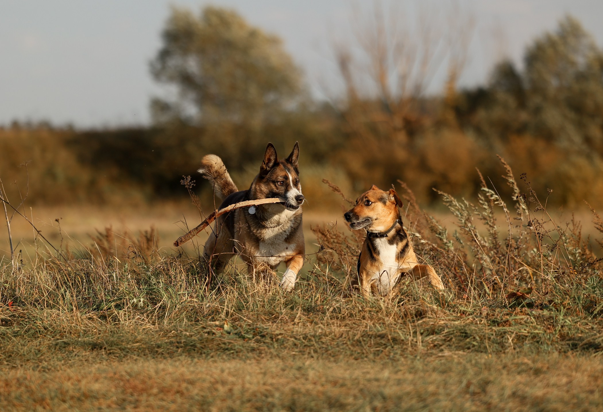 Прогулка на природе. Фотограф-анималист Полина Колкова | Москва