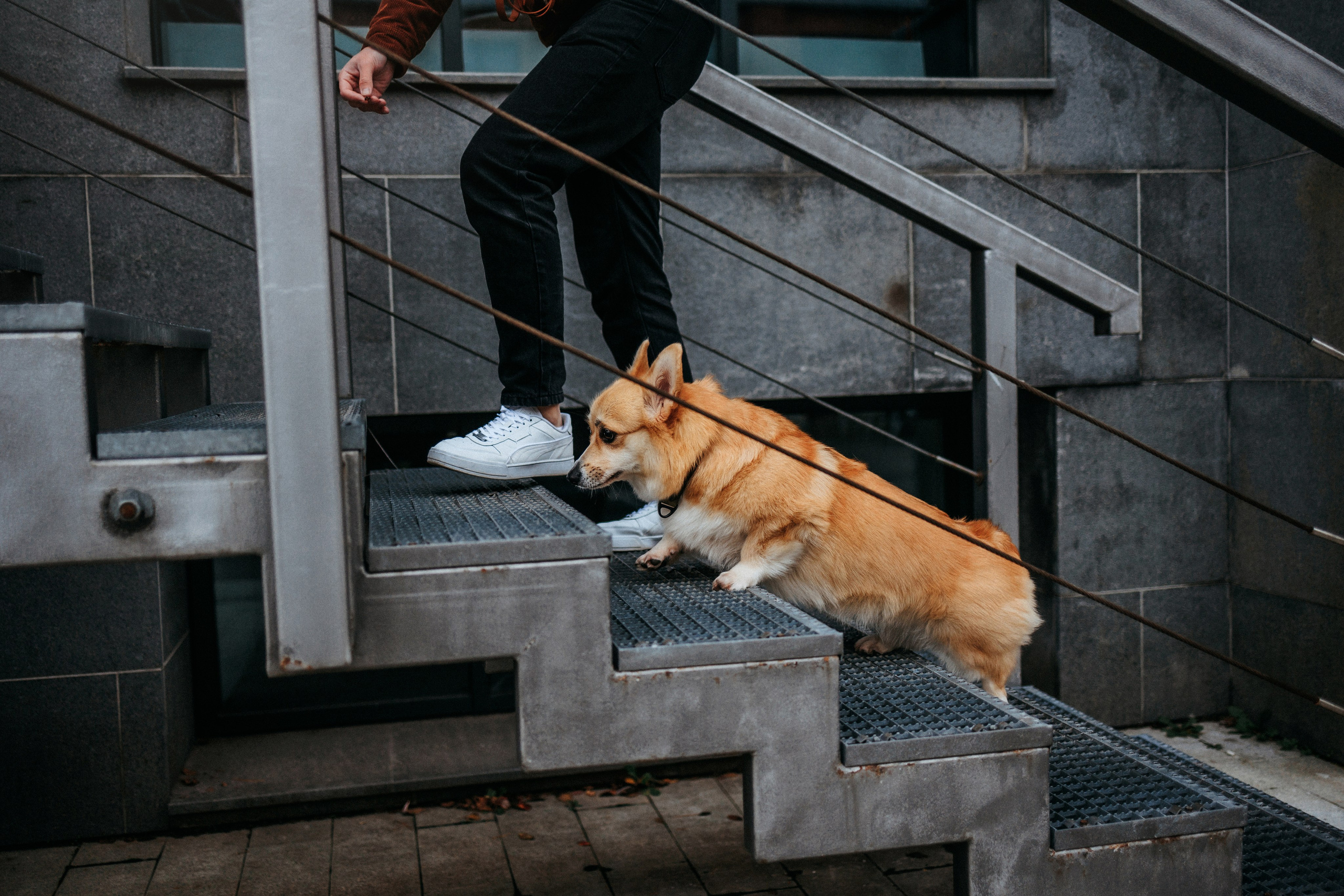 Вера, Саша и Муна. Фотограф-анималист Елена Радченко, Москва