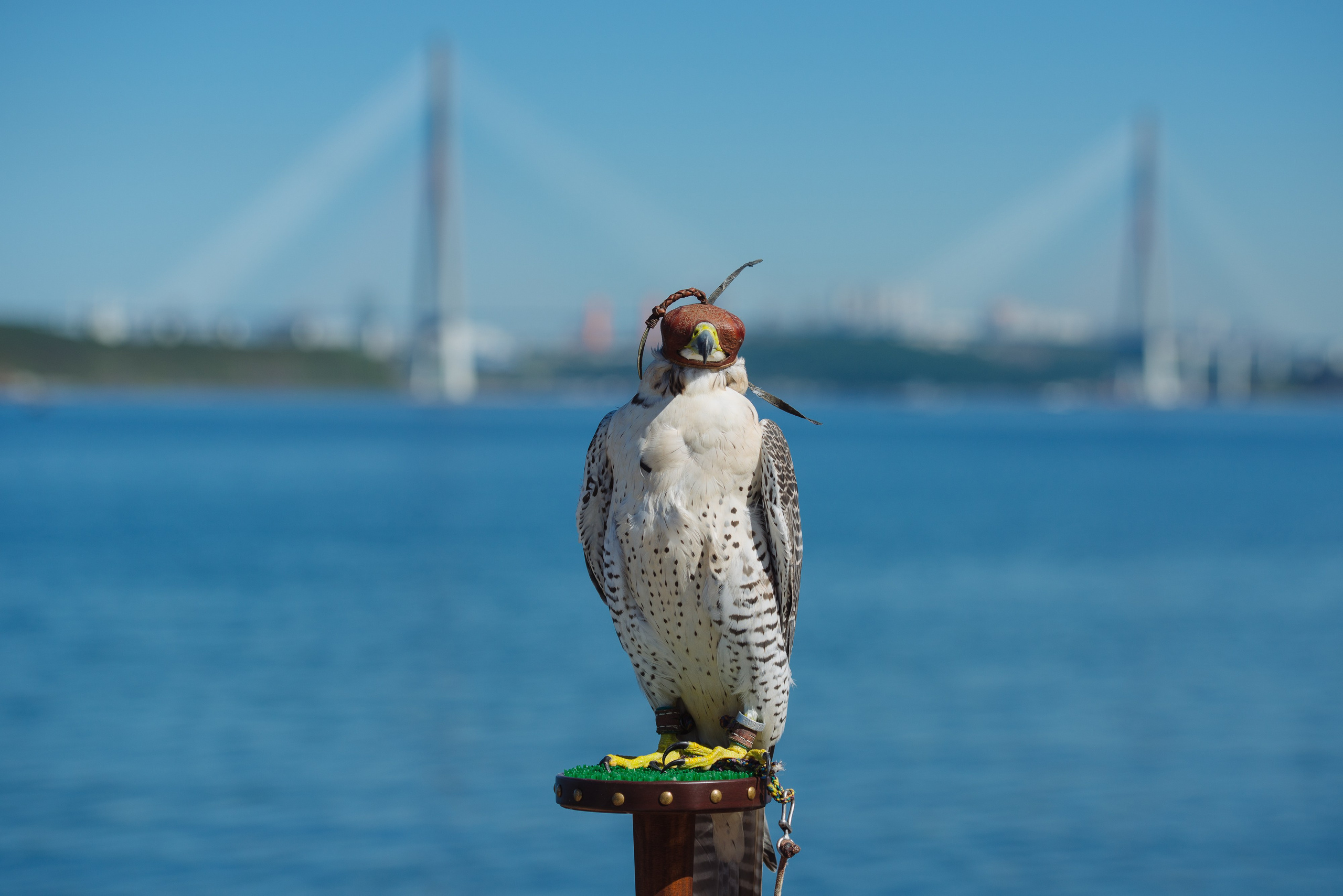 ВЭФ 2024. Фотограф Мария Каюрова