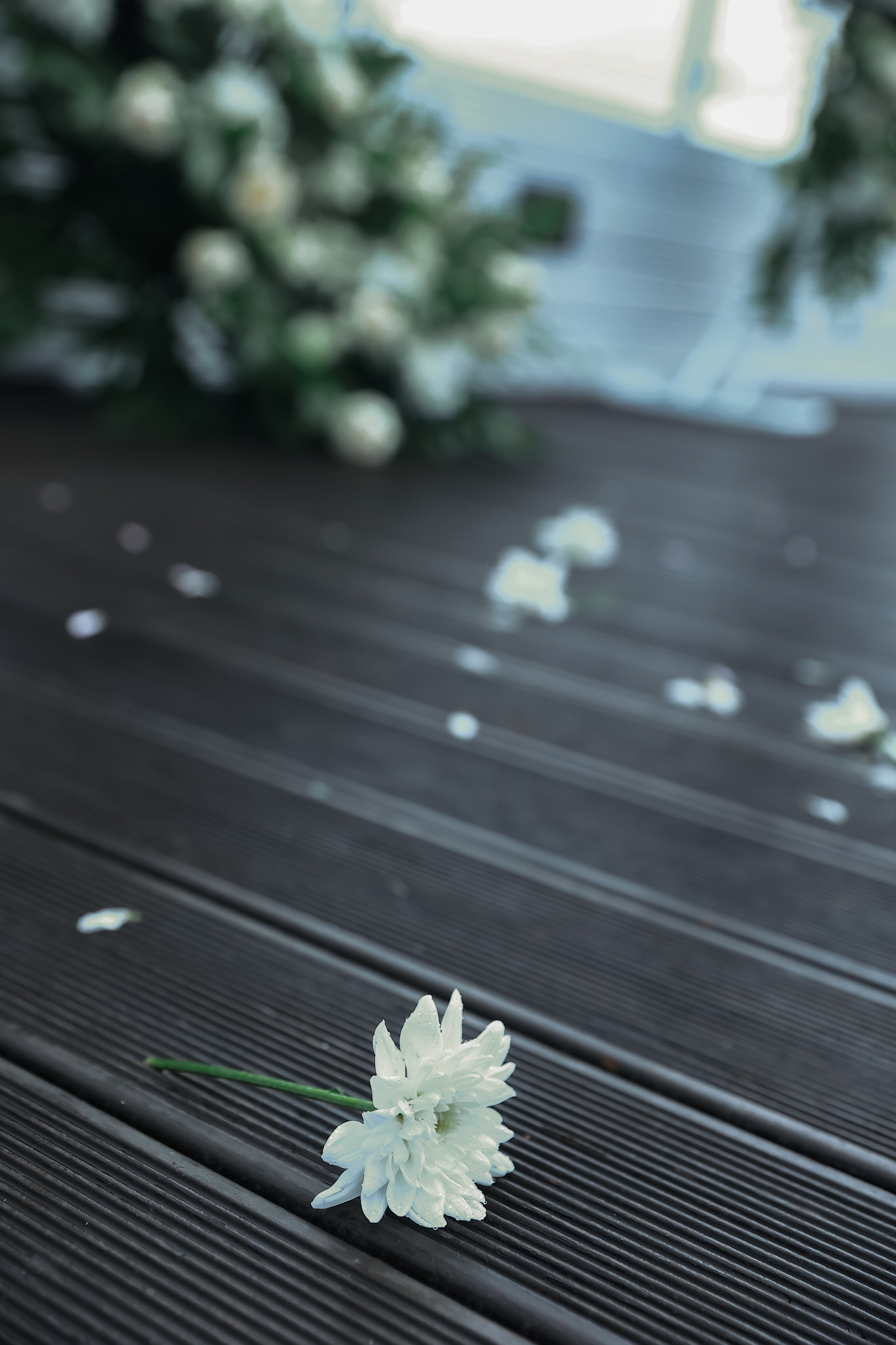 Маленькие моменты большой любви. Свадебный фотограф Юлия Шторм