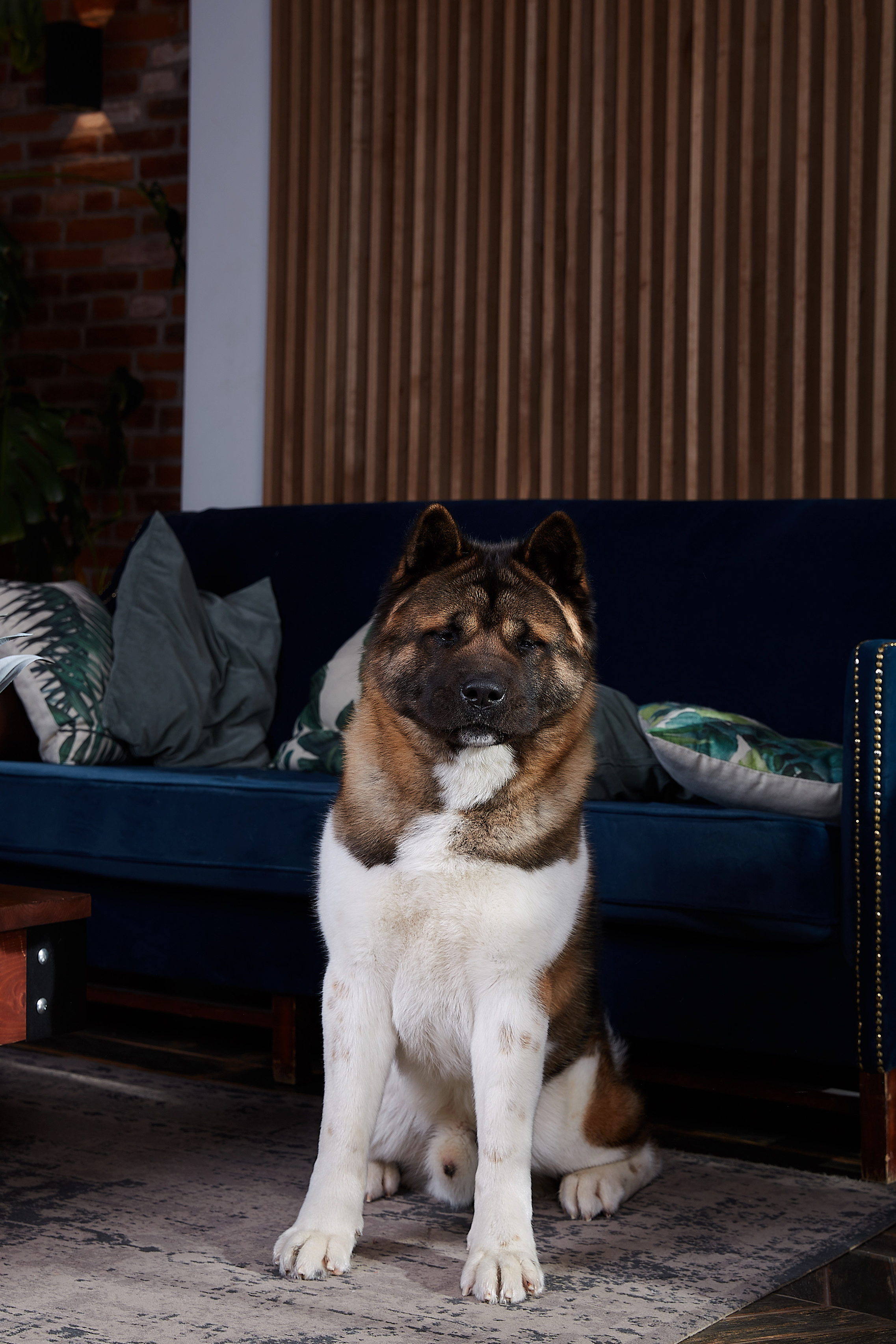 GALS * IMAGINE DRAGON
Американская акита Санкт-Петербург