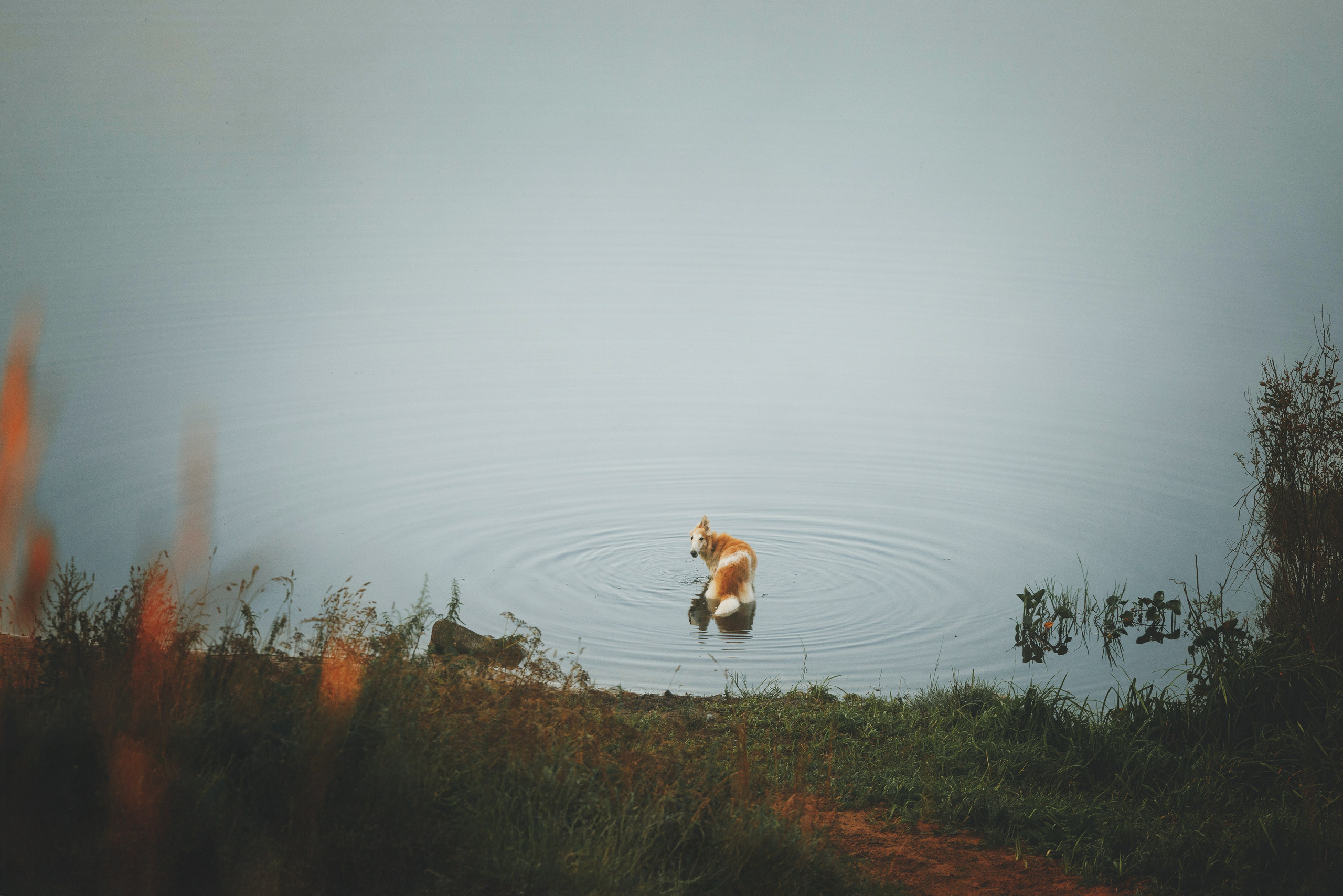 Сергей, Оксана и Жара. Фотограф анималист Осипчикова Мария