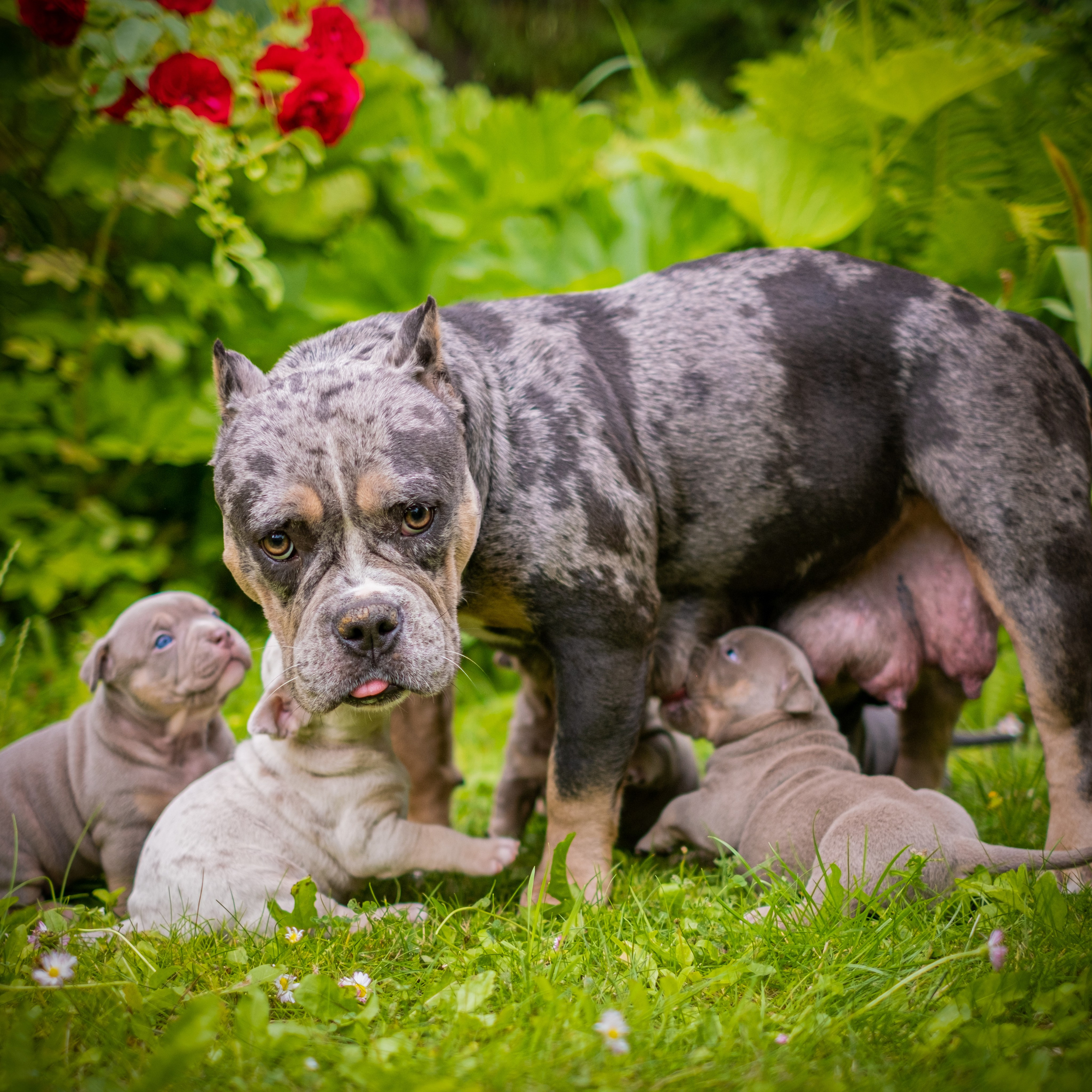 Американские булли для Ирины. Зоофотограф, фотограф животных в Москве и области Дина Дамоцева