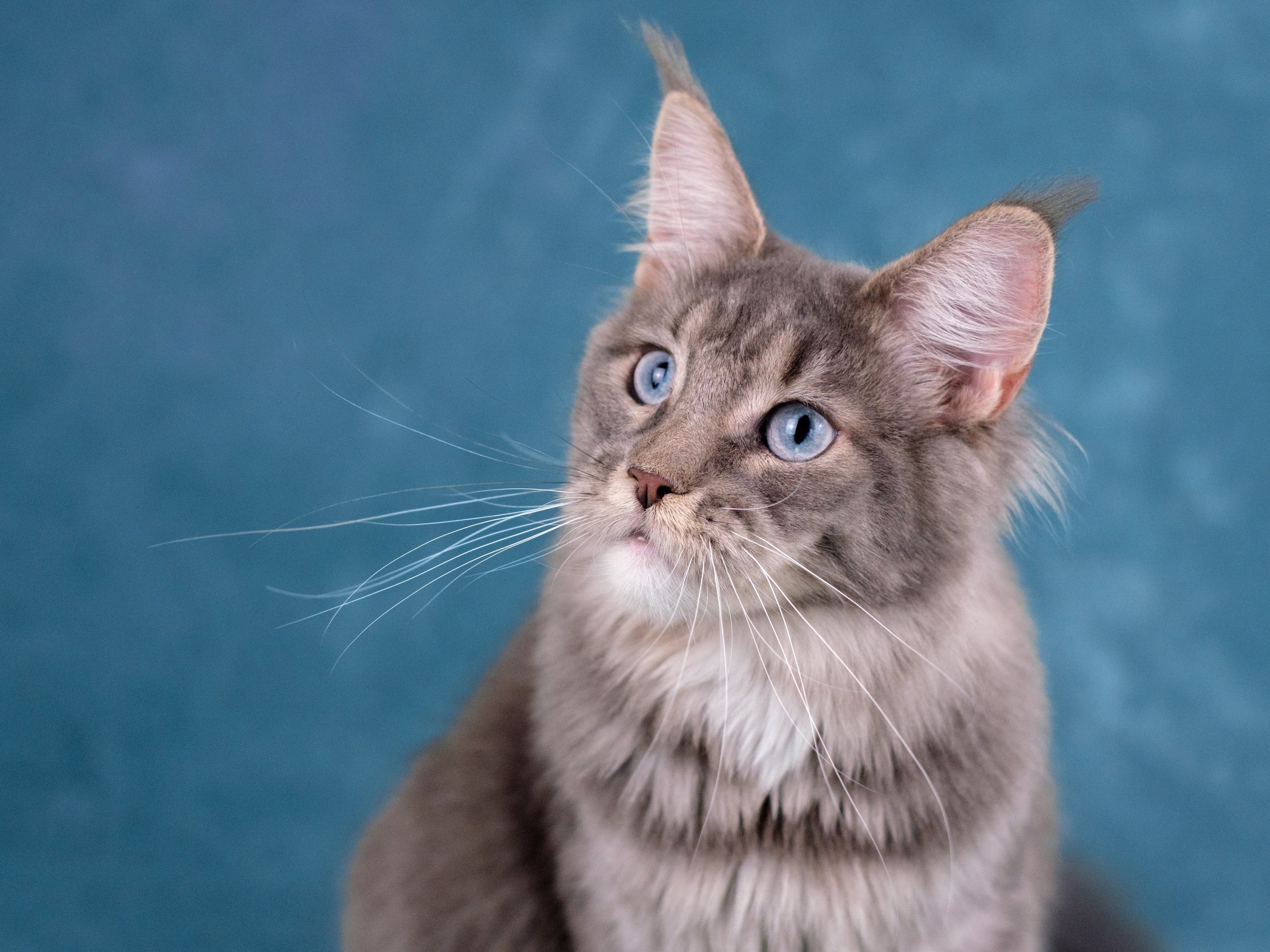 Мейн-куны для Анастасии. Зоофотограф, фотограф животных в Москве и области Дина Дамоцева