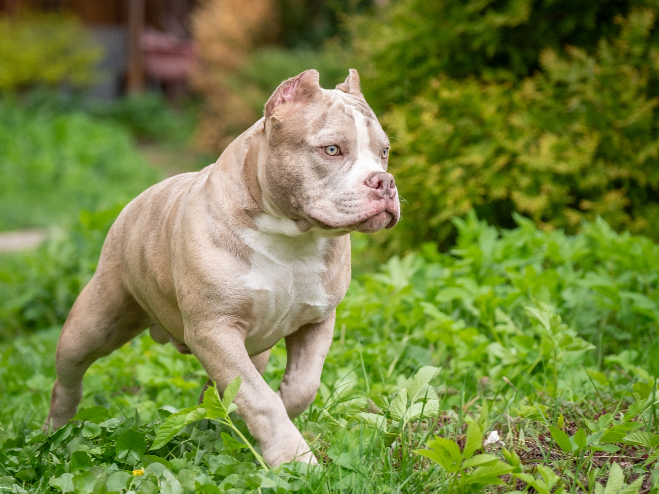 Американские булки для Ирины). Зоофотограф, фотограф животных в Москве и области Дина Дамоцева