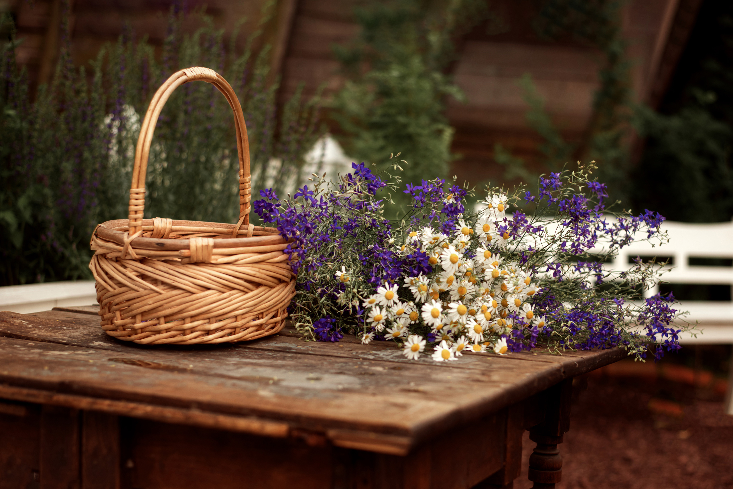 Серафима. Семейный фотограф Екатерина Шаманаева