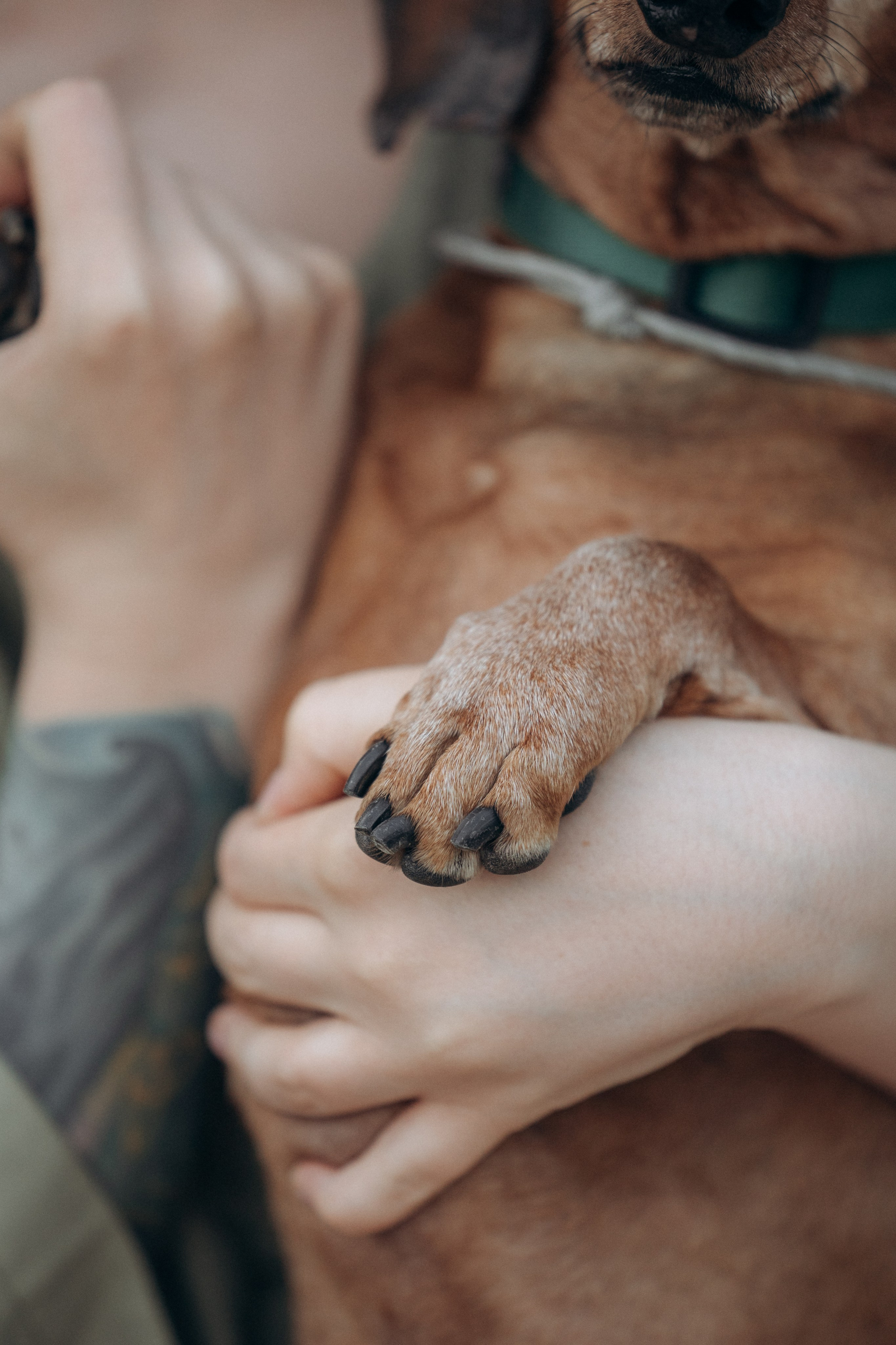 Минск. Алина и Сэм. Фотограф анималист в Казани Алина Сулейманова. Фотограф животных