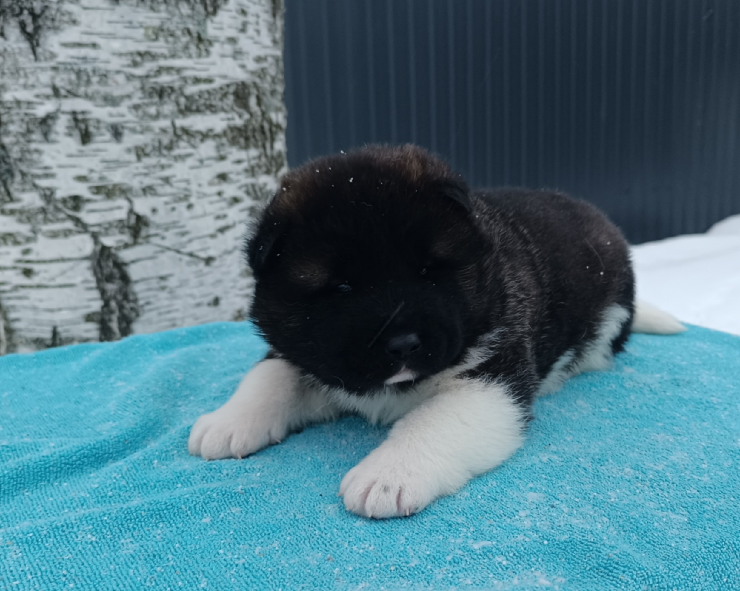 Американская акита  щенки питомник Санкт-Петербург клубные щенки Американская акита питомник RUBYLIGHT Рубилайт купить щенка американской акиты