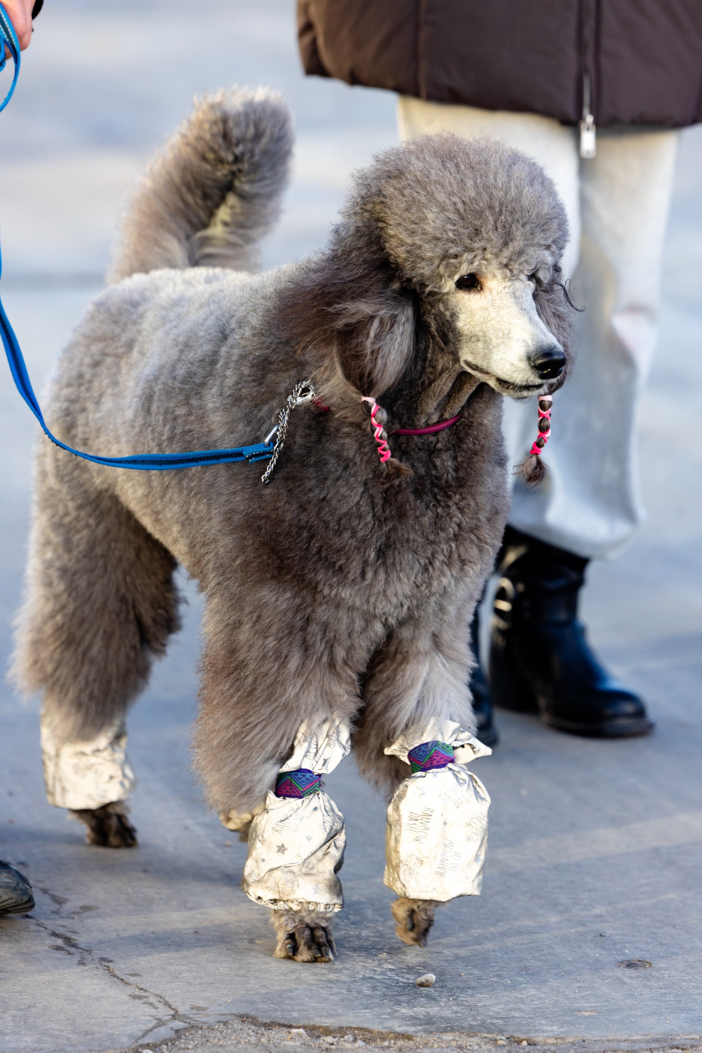 Клуб грумеров (прогулка и семинары). Виктория Зудина — фотограф в Москве