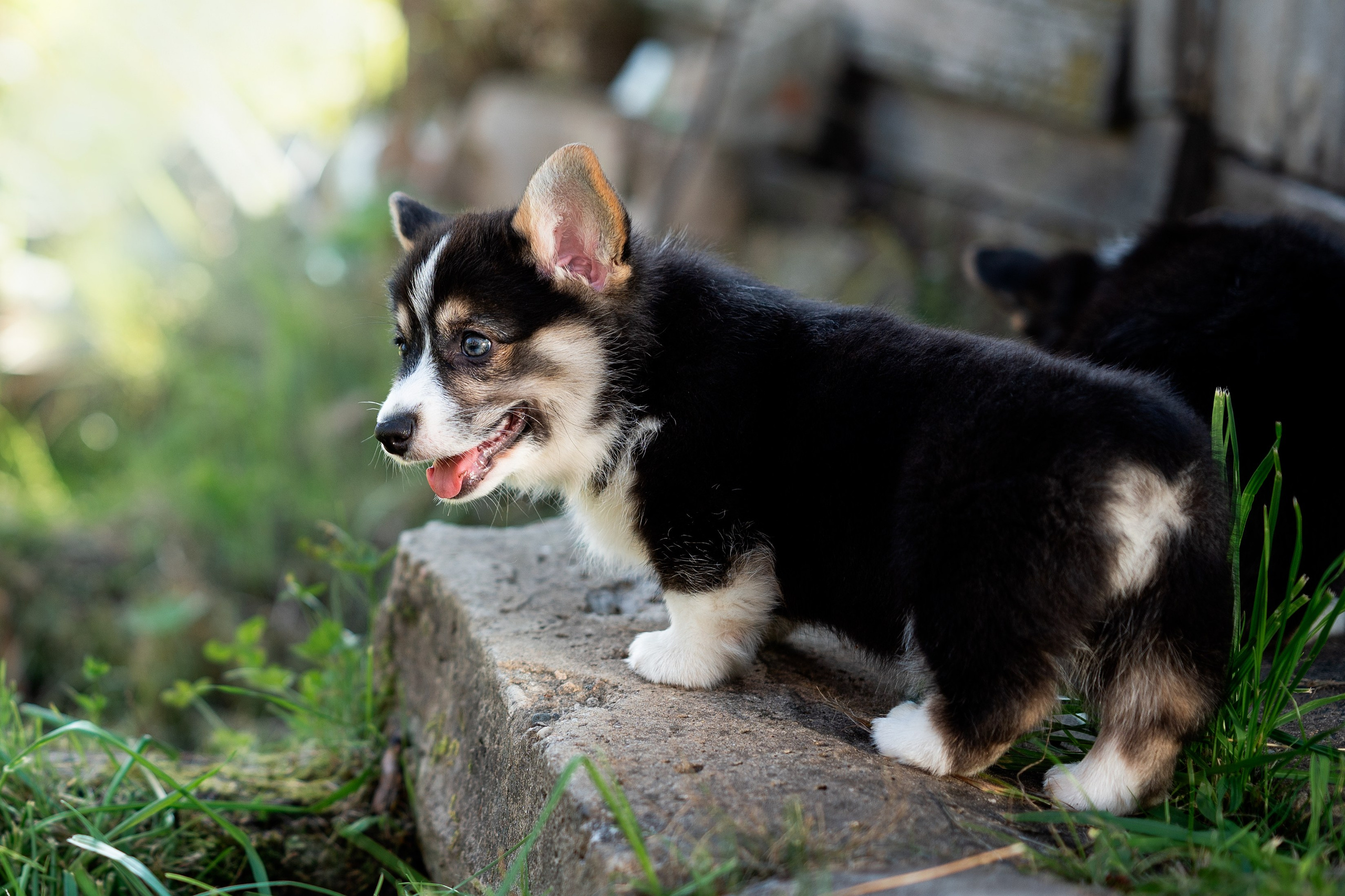 Заводчик Анастасия Подгорбунская. Творческий фотограф Вологда