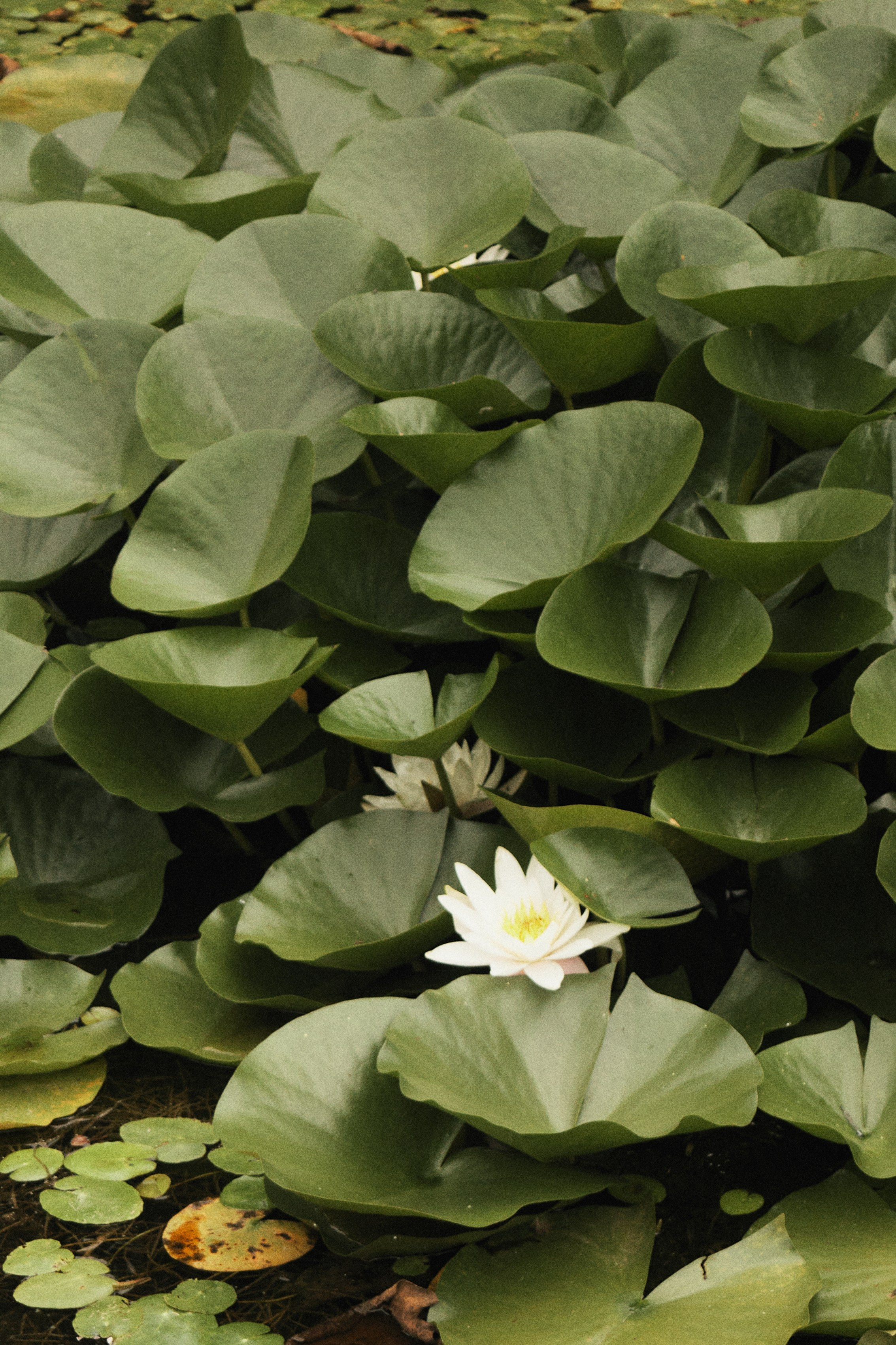 Соня. Фотограф Ионова Анастасия, г Владивосток