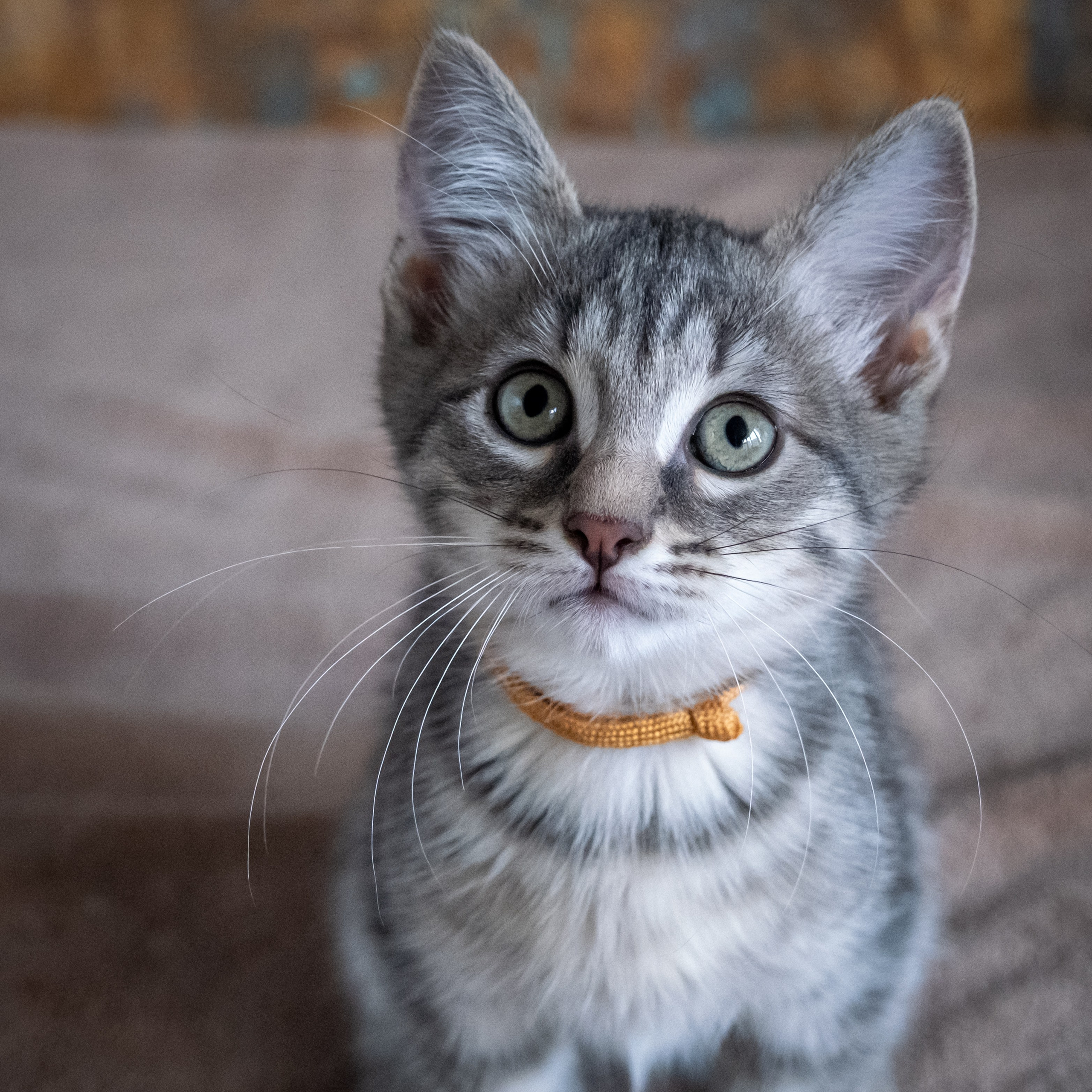 Котята для Дианы. Зоофотограф, фотограф животных в Москве и области Дина Дамоцева