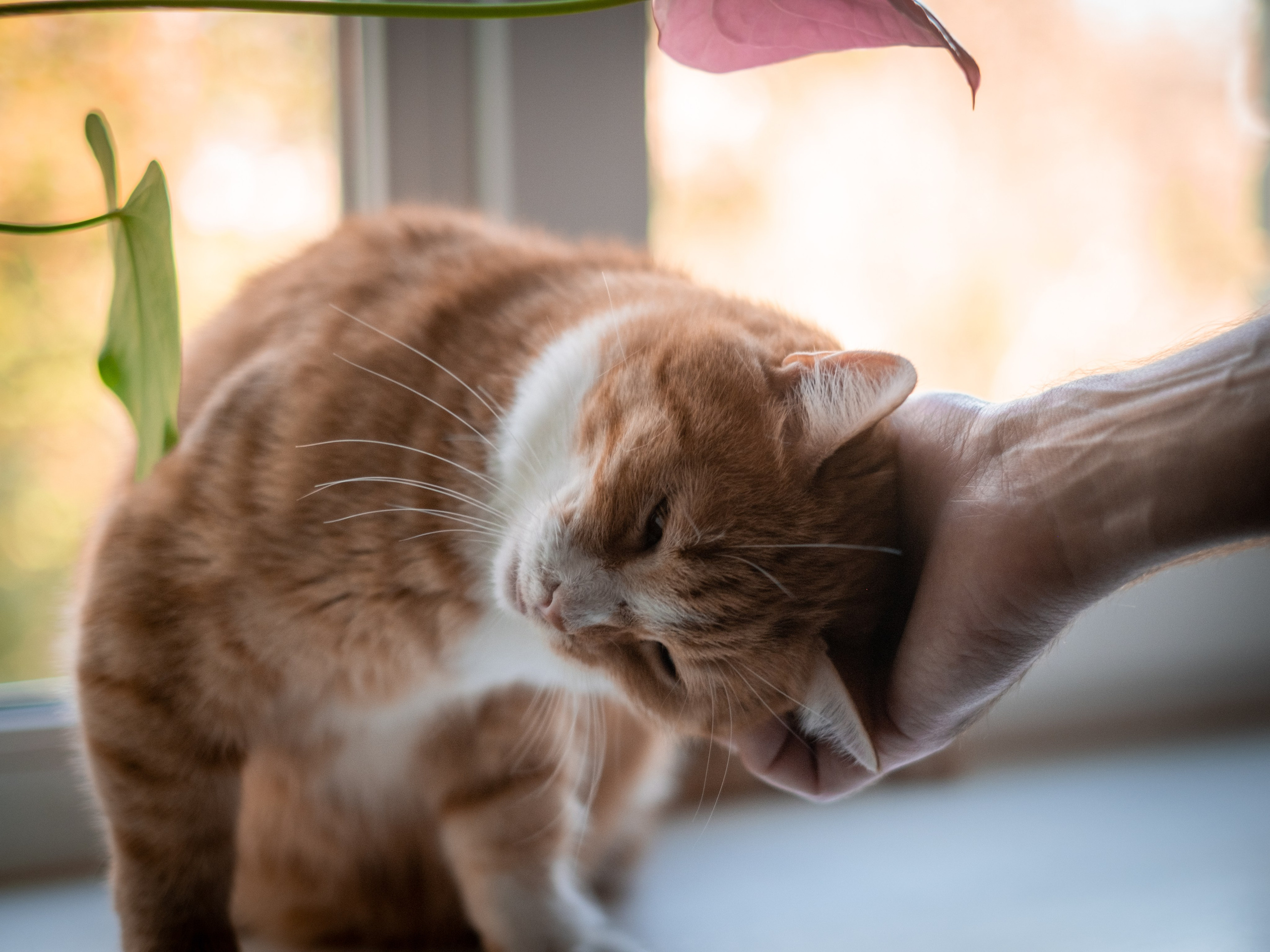 Нюша и Лучик для Антона!. Зоофотограф, фотограф животных в Москве и области Дина Дамоцева