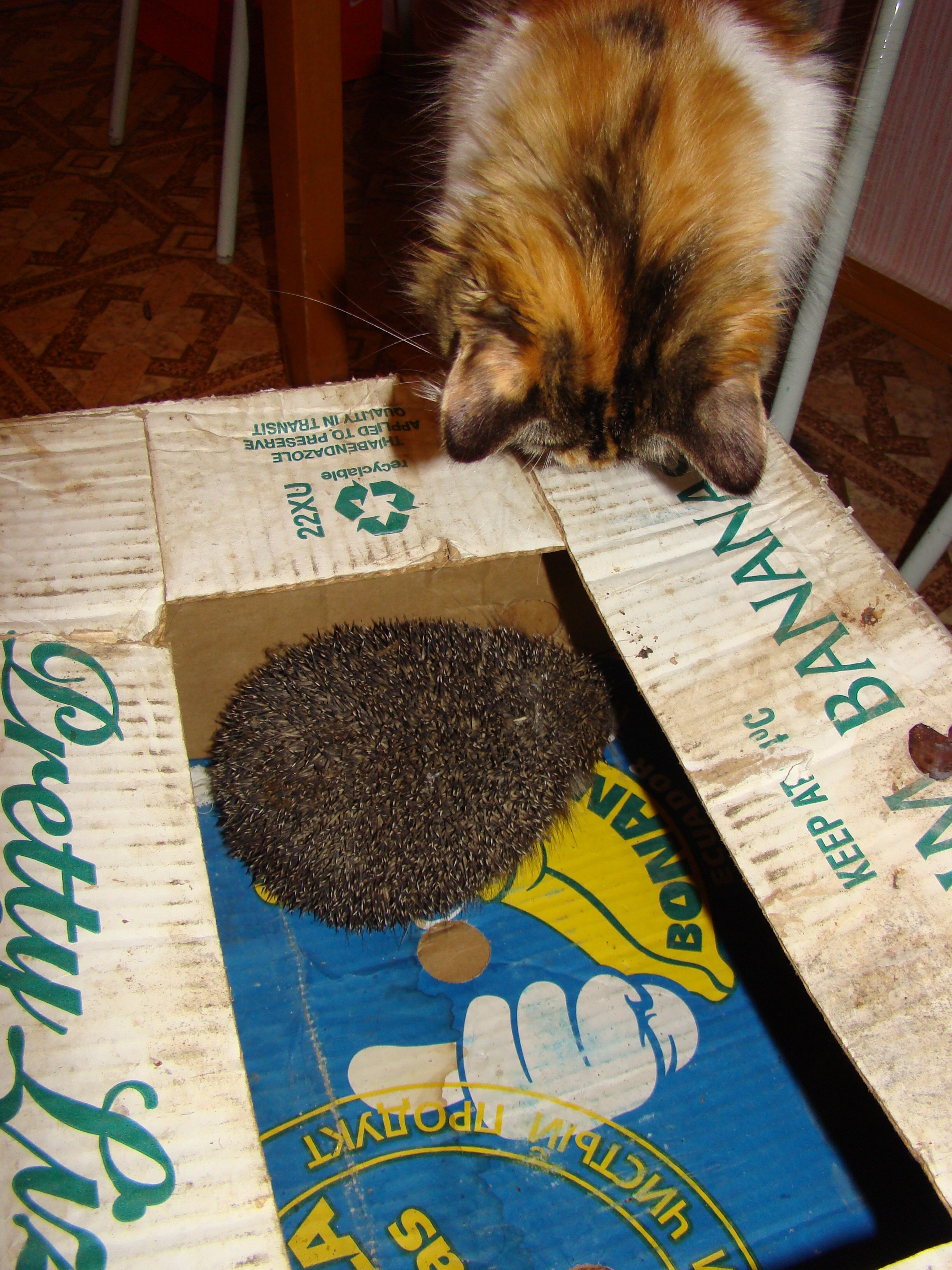 Кабардинка (фото Зевиных) 25.06-24.07.2008. Семейный, Свадебный фотограф СПБ Питер— Романова Екатерина