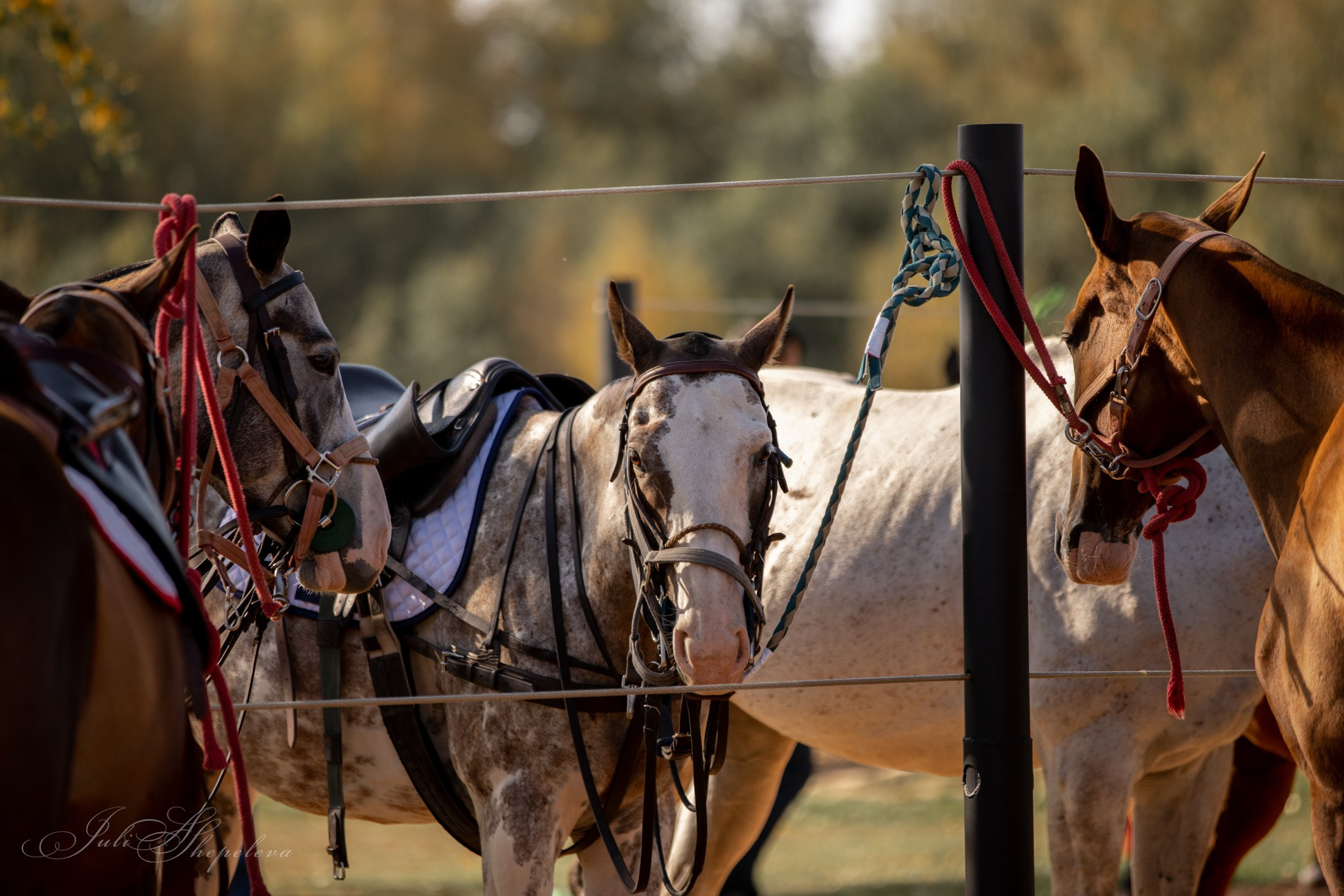 Осенний кубок по конному поло. Детская Конная фотография в Москве Юлия Шепелева