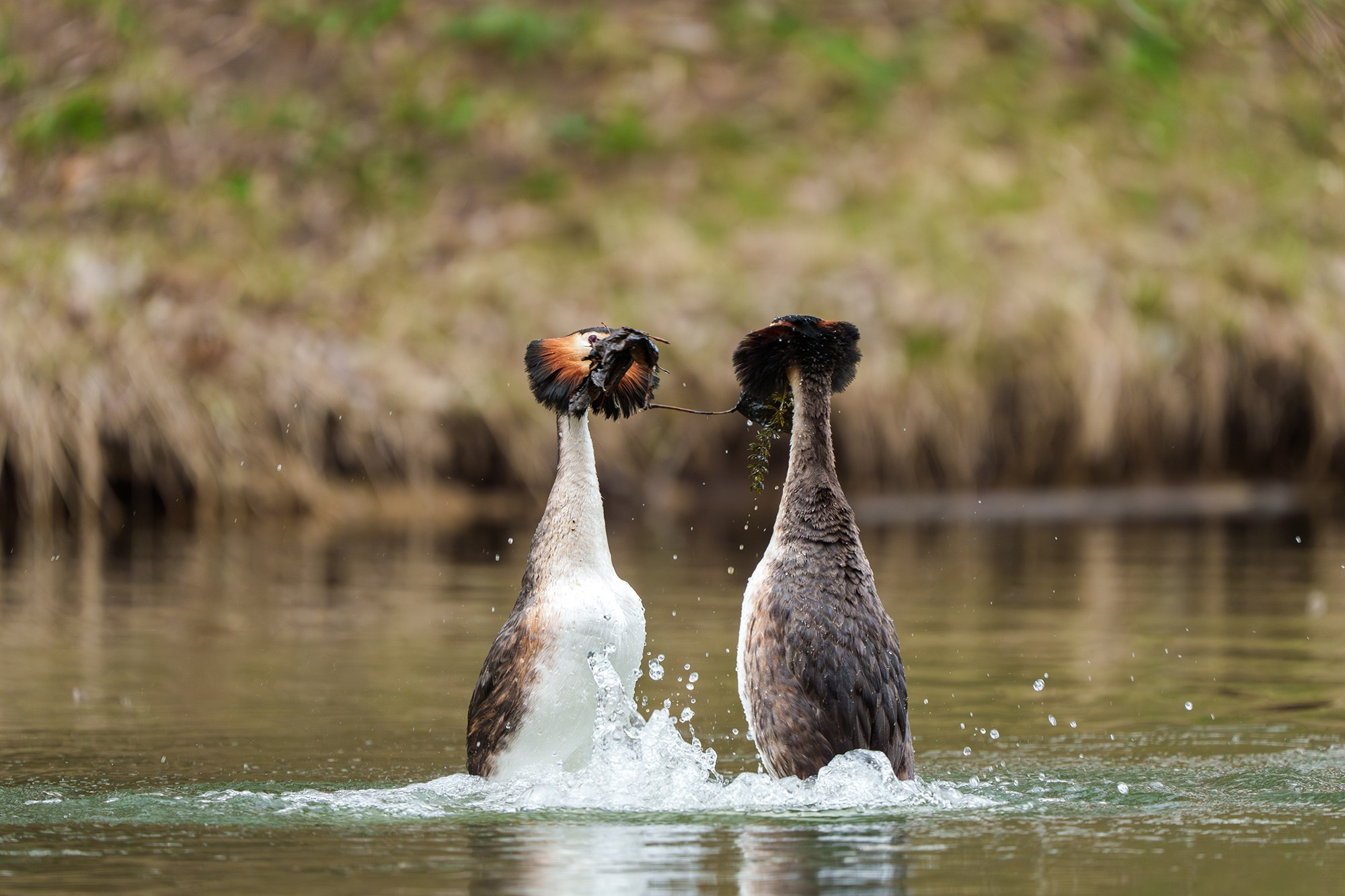 Удивительные мир птиц. Вокруг нас столько прекрасного — присмотритесь!. Ваш личный фотограф Марина Волкова