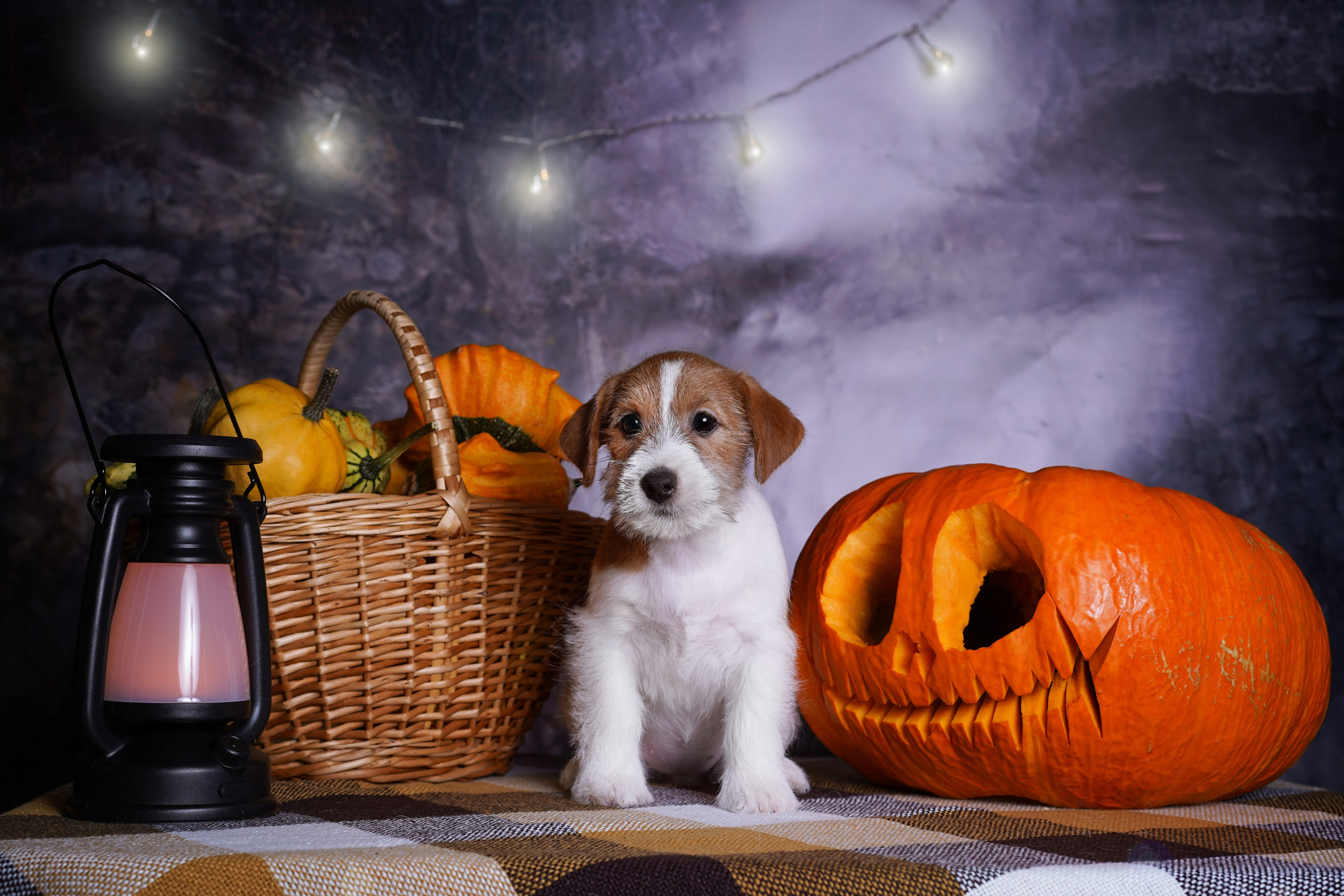 Щенки джек-рассел терьера. Фотограф-анималист в Санкт-Петербурге Яна Мартынова