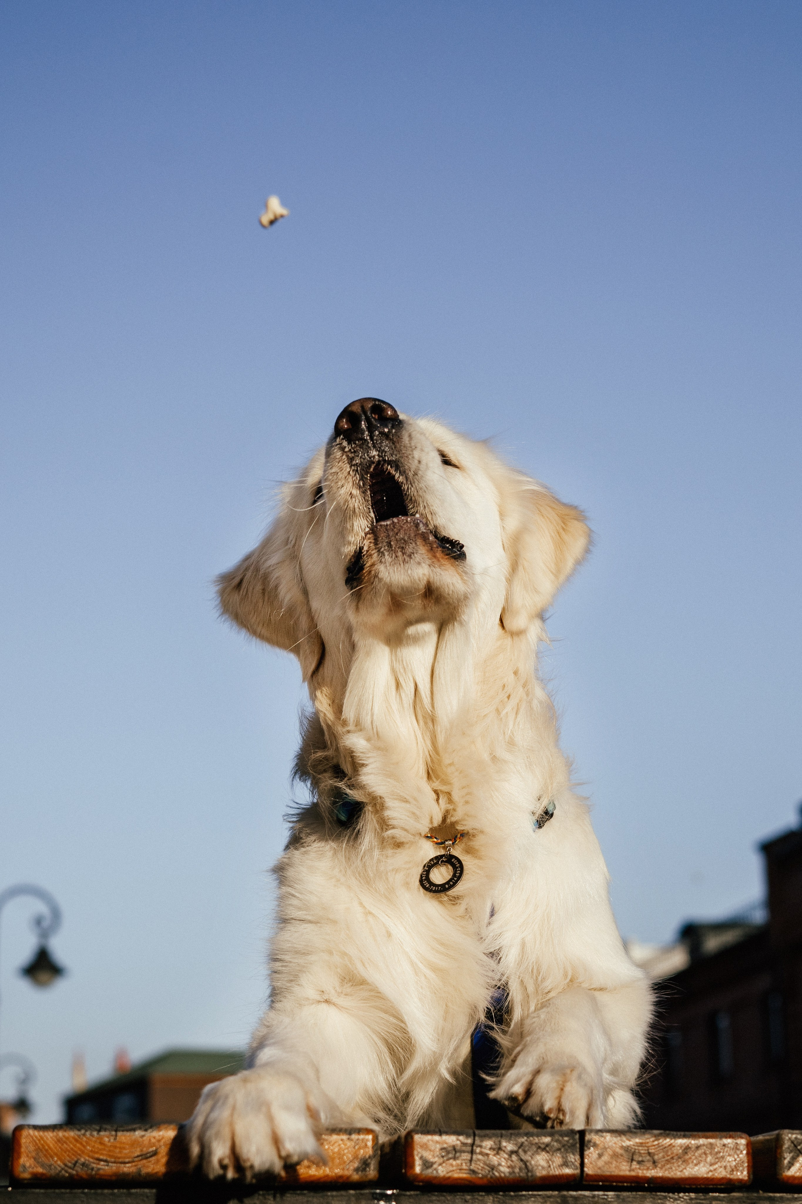Ира и Байрон. Фотограф — анималист Владивосток, Алина
