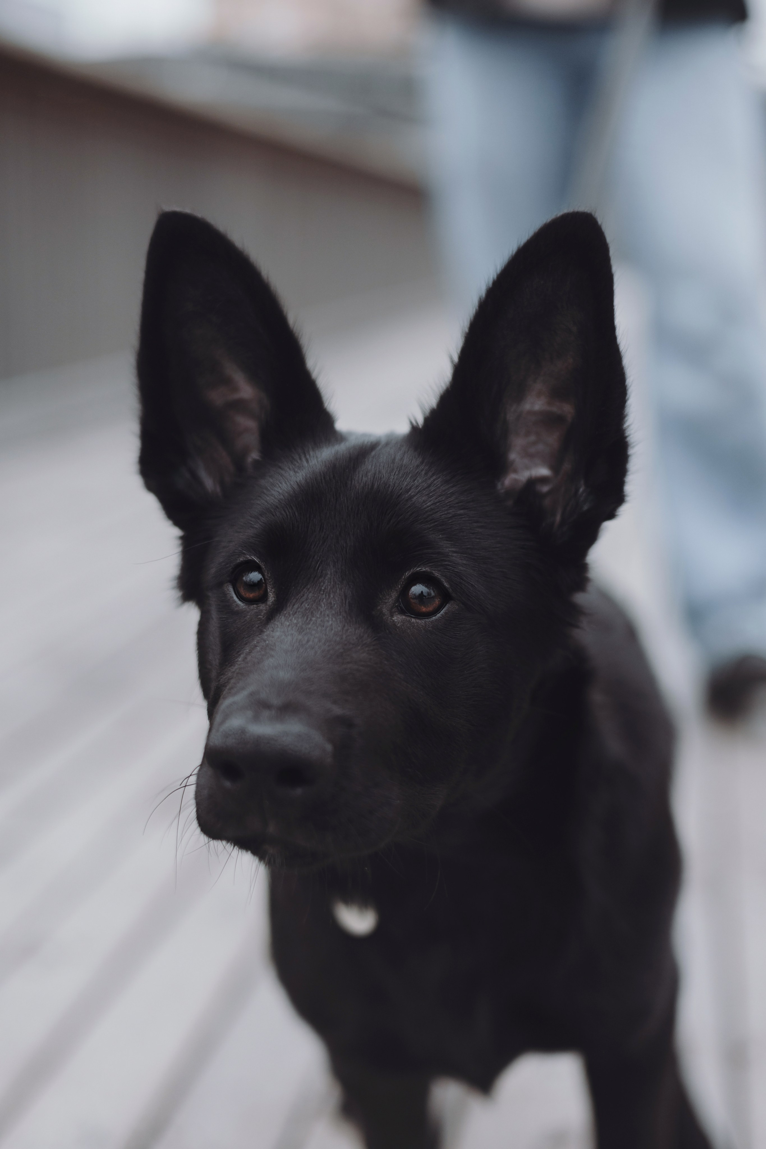 Ксения и Юта. Фотограф — анималист Владивосток, Алина