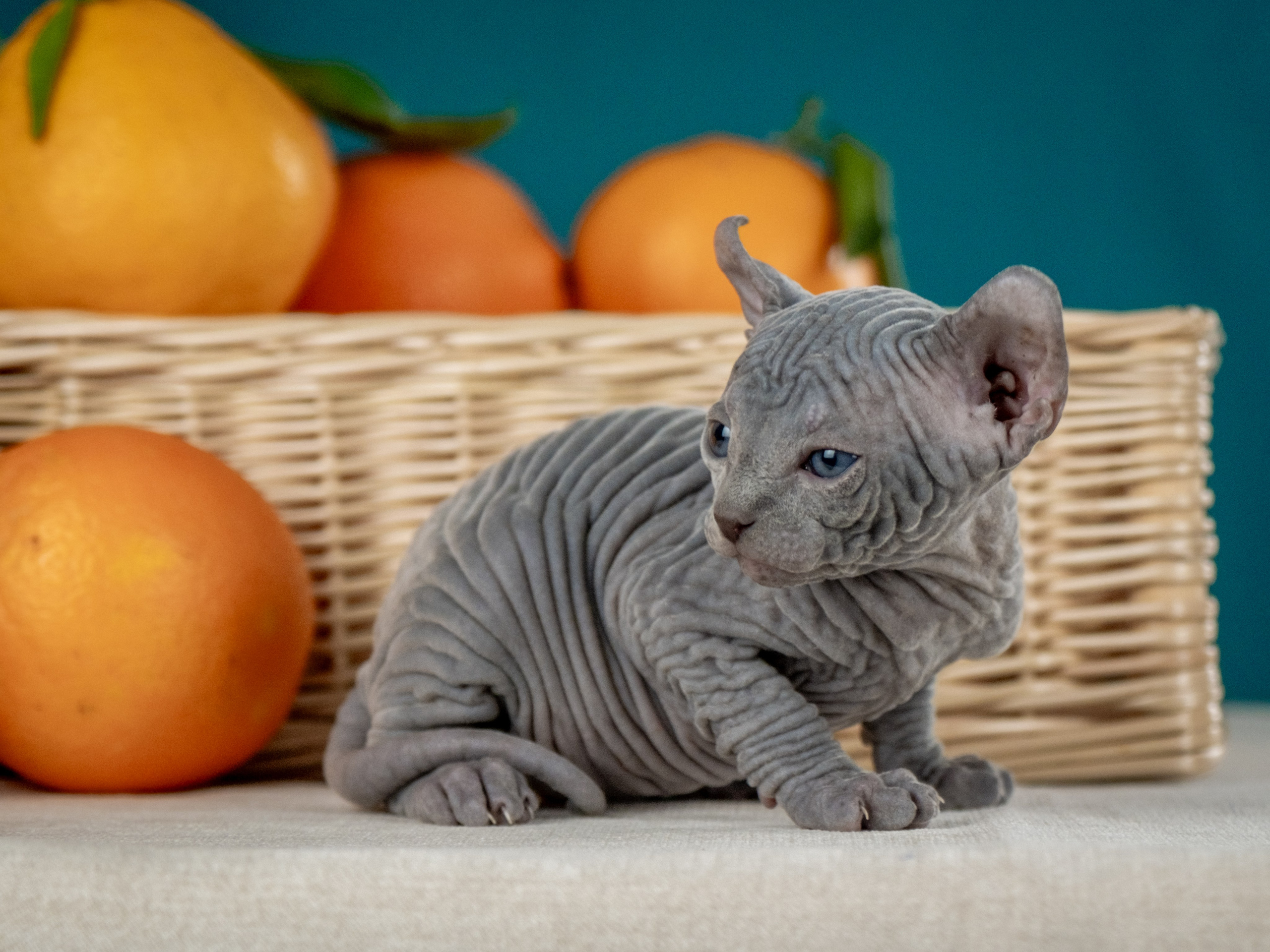 Невероятные сфинксы и эльфы для Ланы!. Зоофотограф, фотограф животных в Москве и области Дина Дамоцева