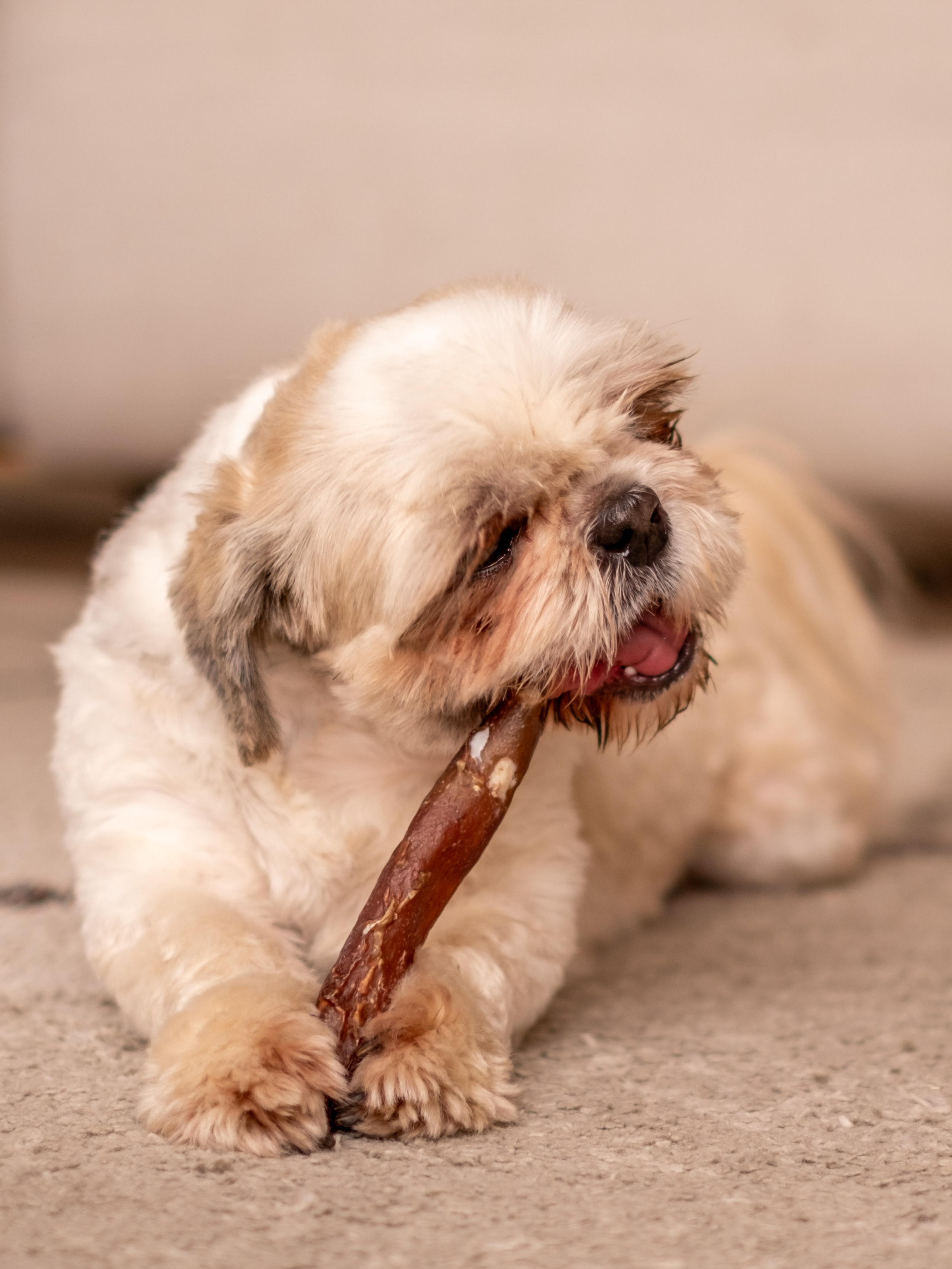 Съёмка для рекламной кампании лакомств для собак (для Григория)!. Зоофотограф, фотограф животных в Москве и области Дина Дамоцева