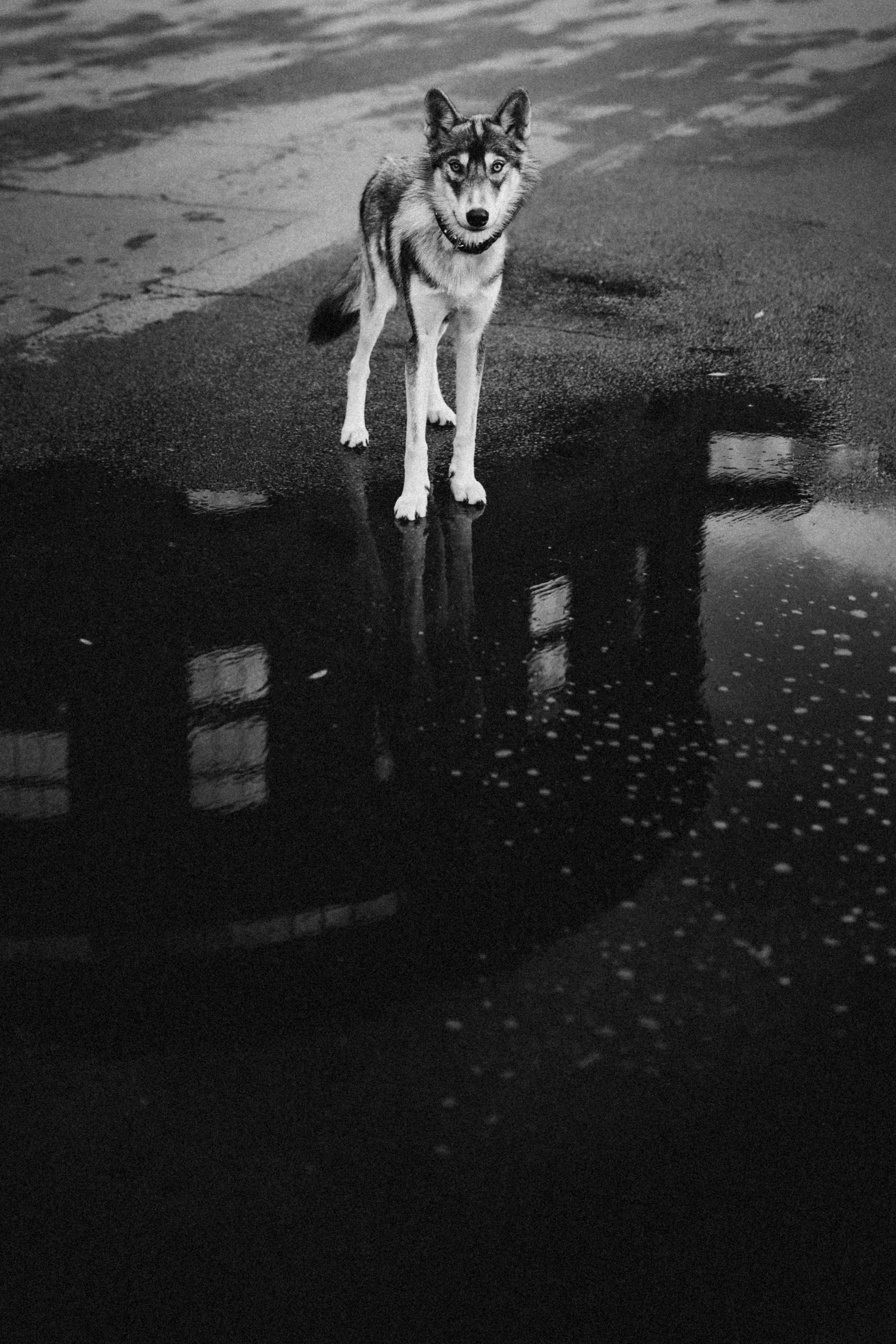 Вика и Кора. Семейный фотограф анималист Ананьева Мария — Москва