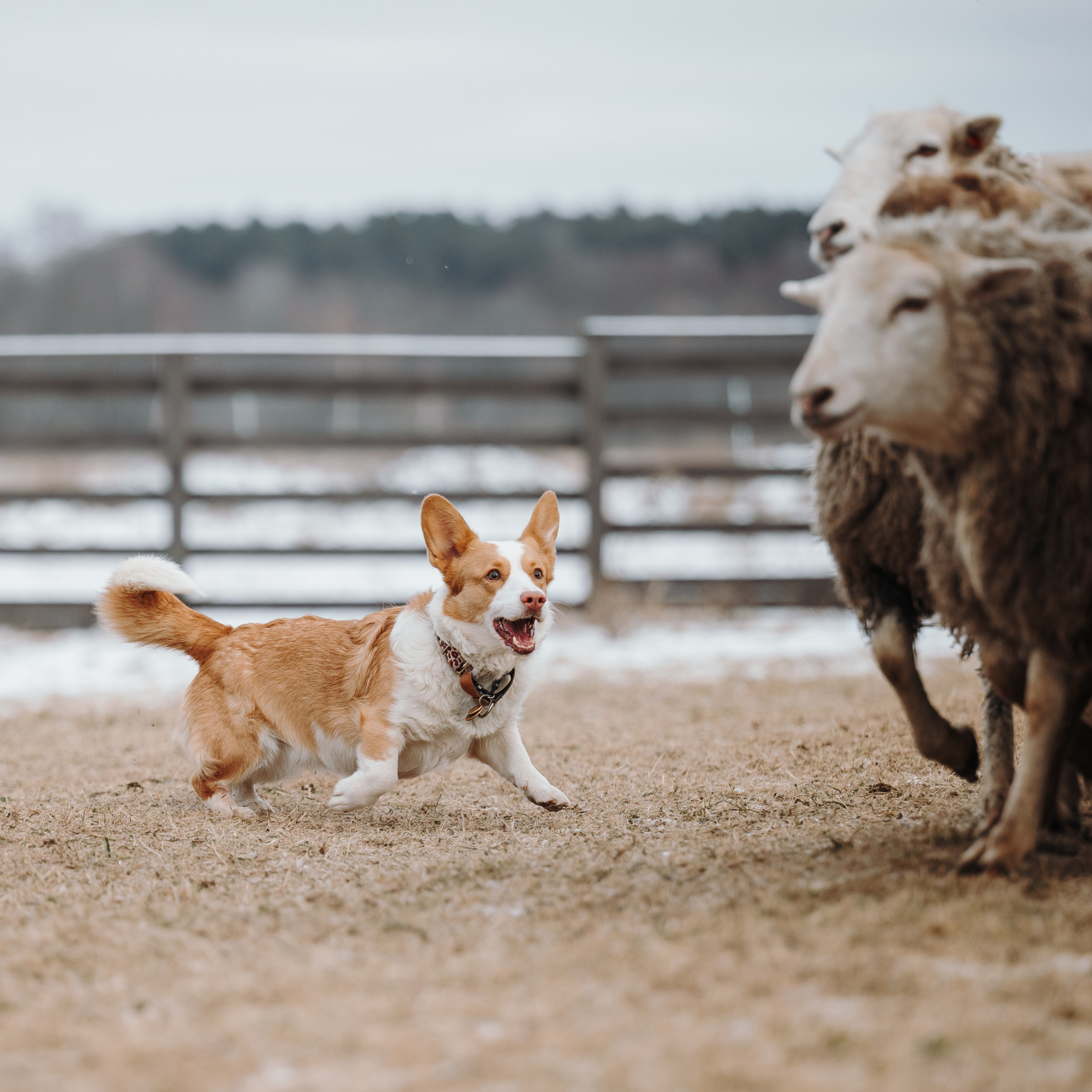 Пастьба. Семейный фотограф анималист Ананьева Мария — Москва