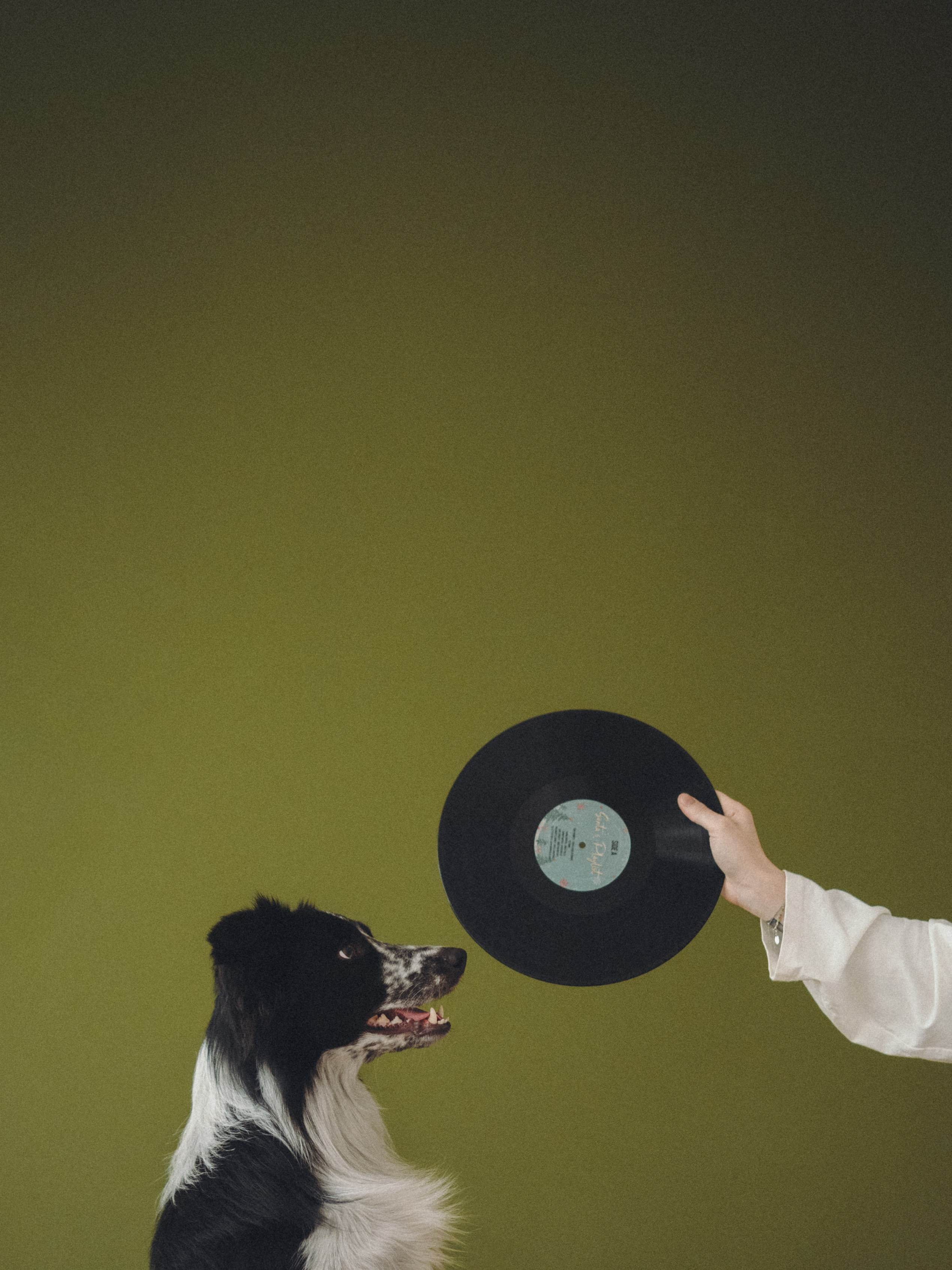 Настя и Рэги. Семейный фотограф анималист Ананьева Мария — Москва